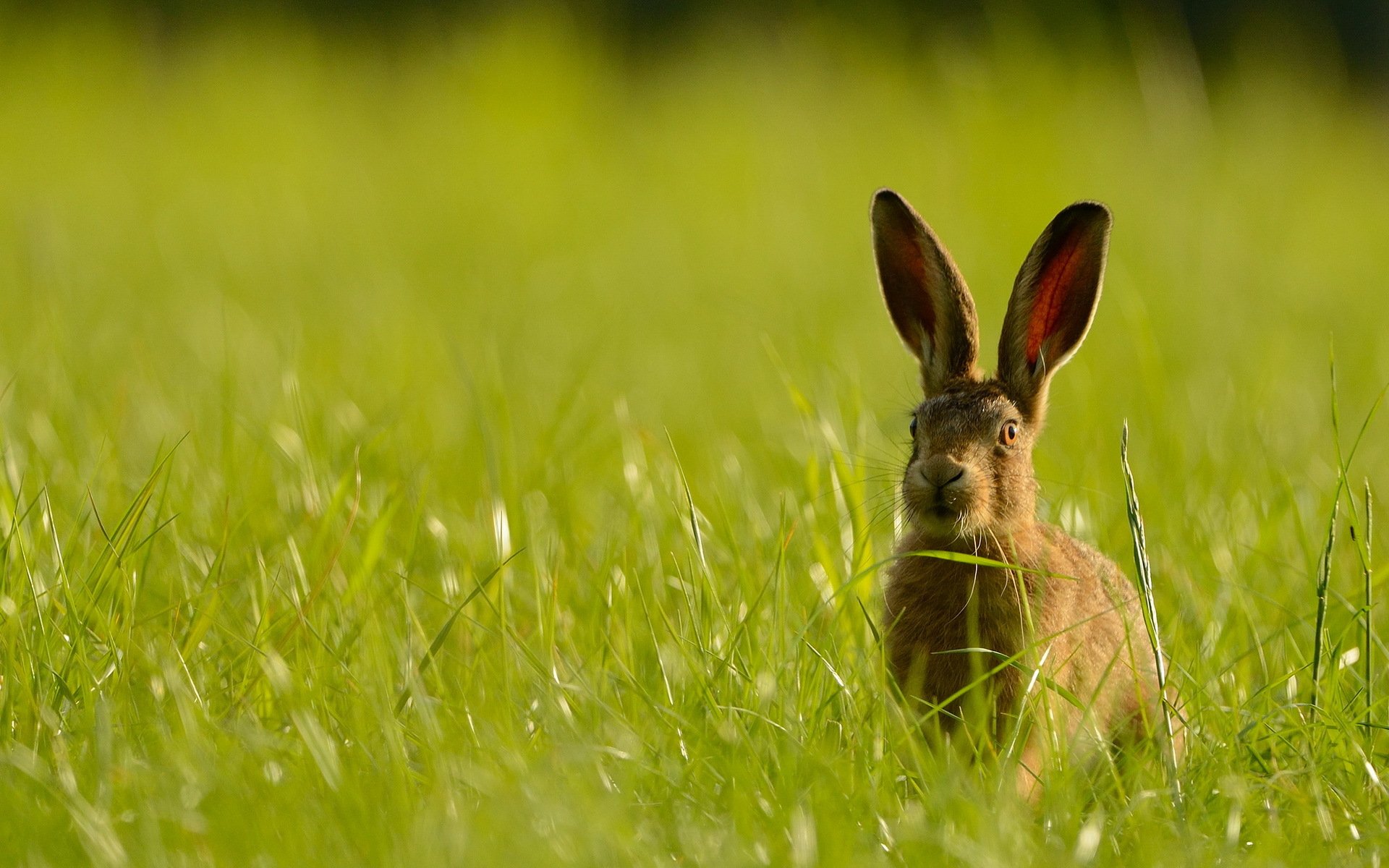 hase natur sommer