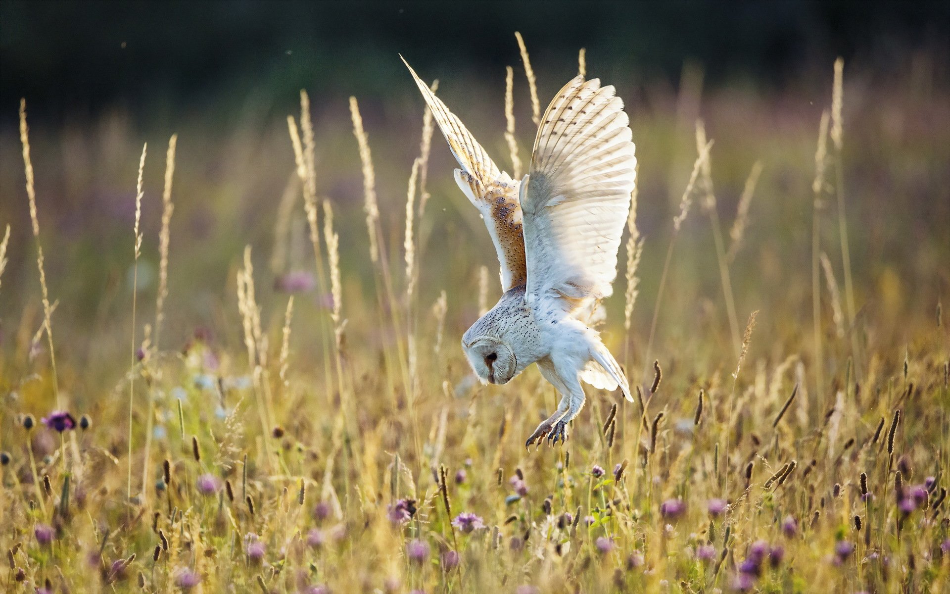 poultry owl the field summer nature