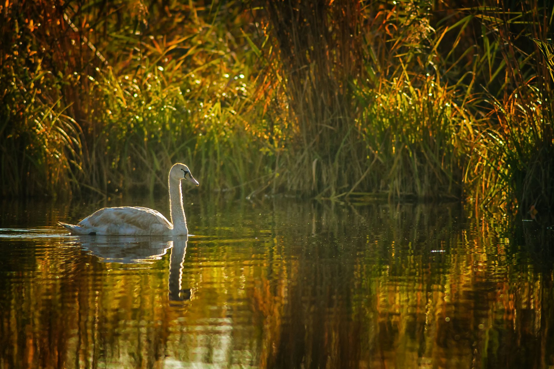 lago estanque junco cisne