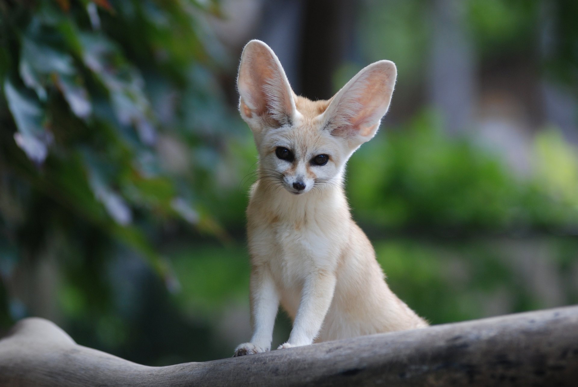 fenech fox large ears snout view fennec fox