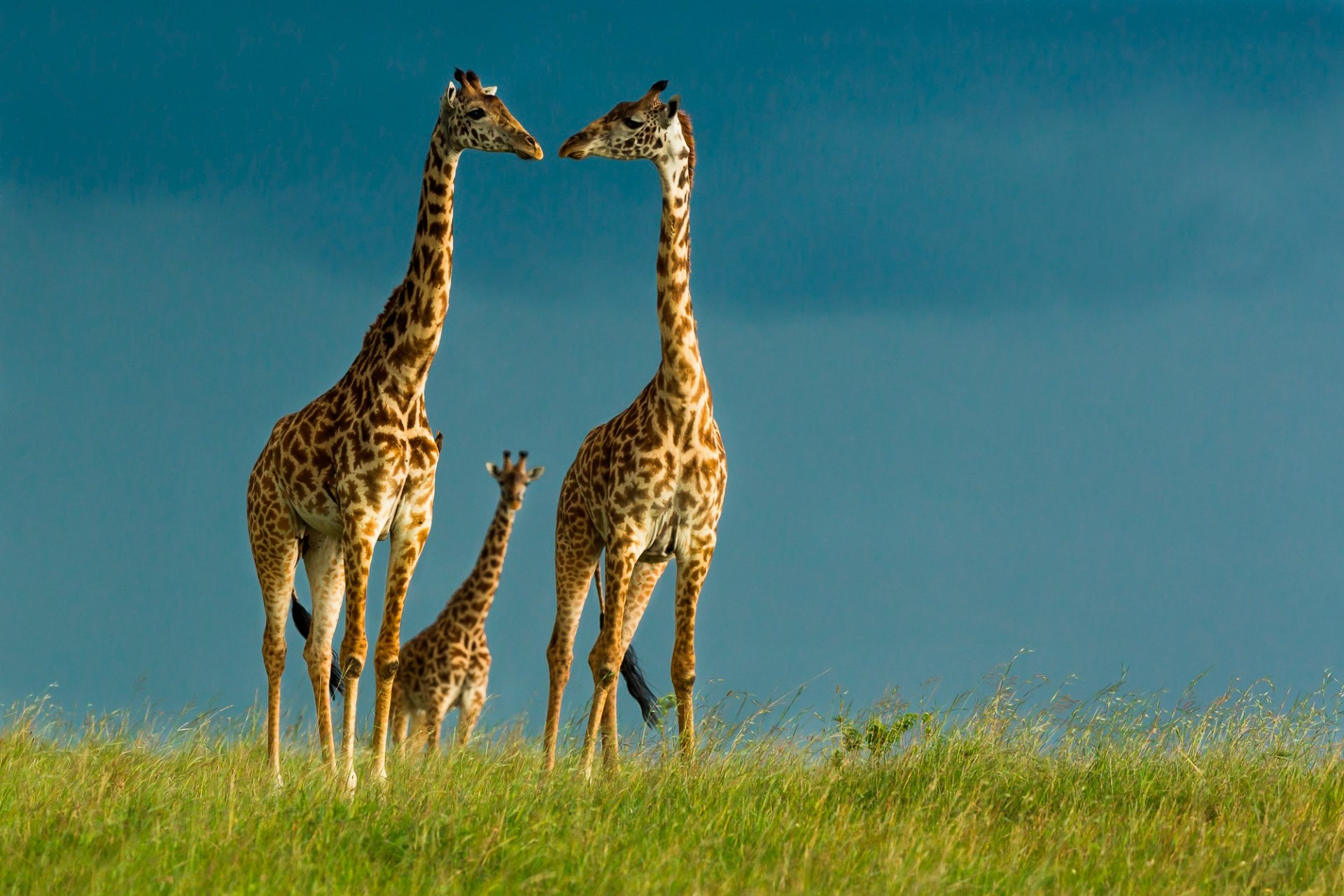 girafes faune ciel