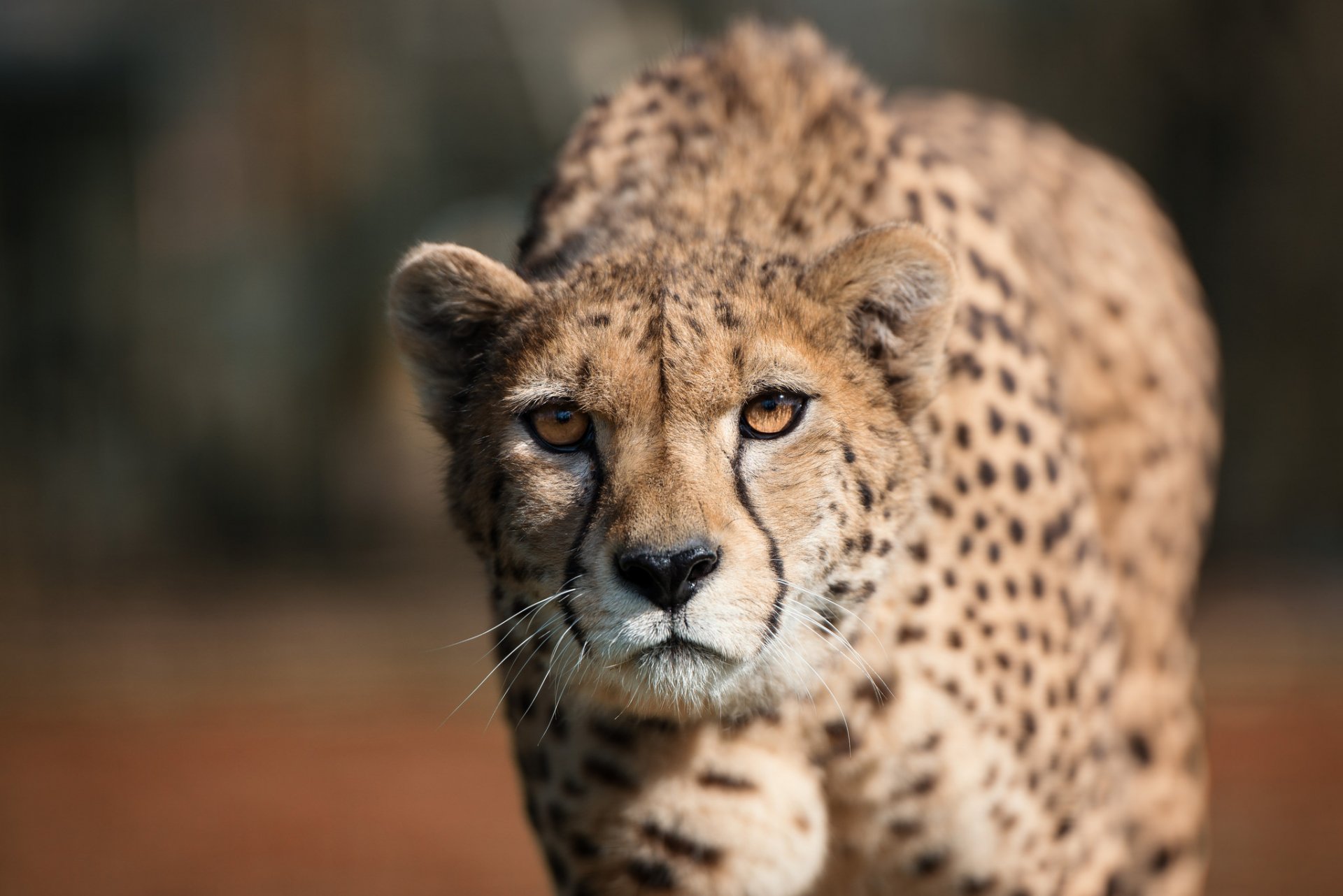 guépard vue prédateur faune