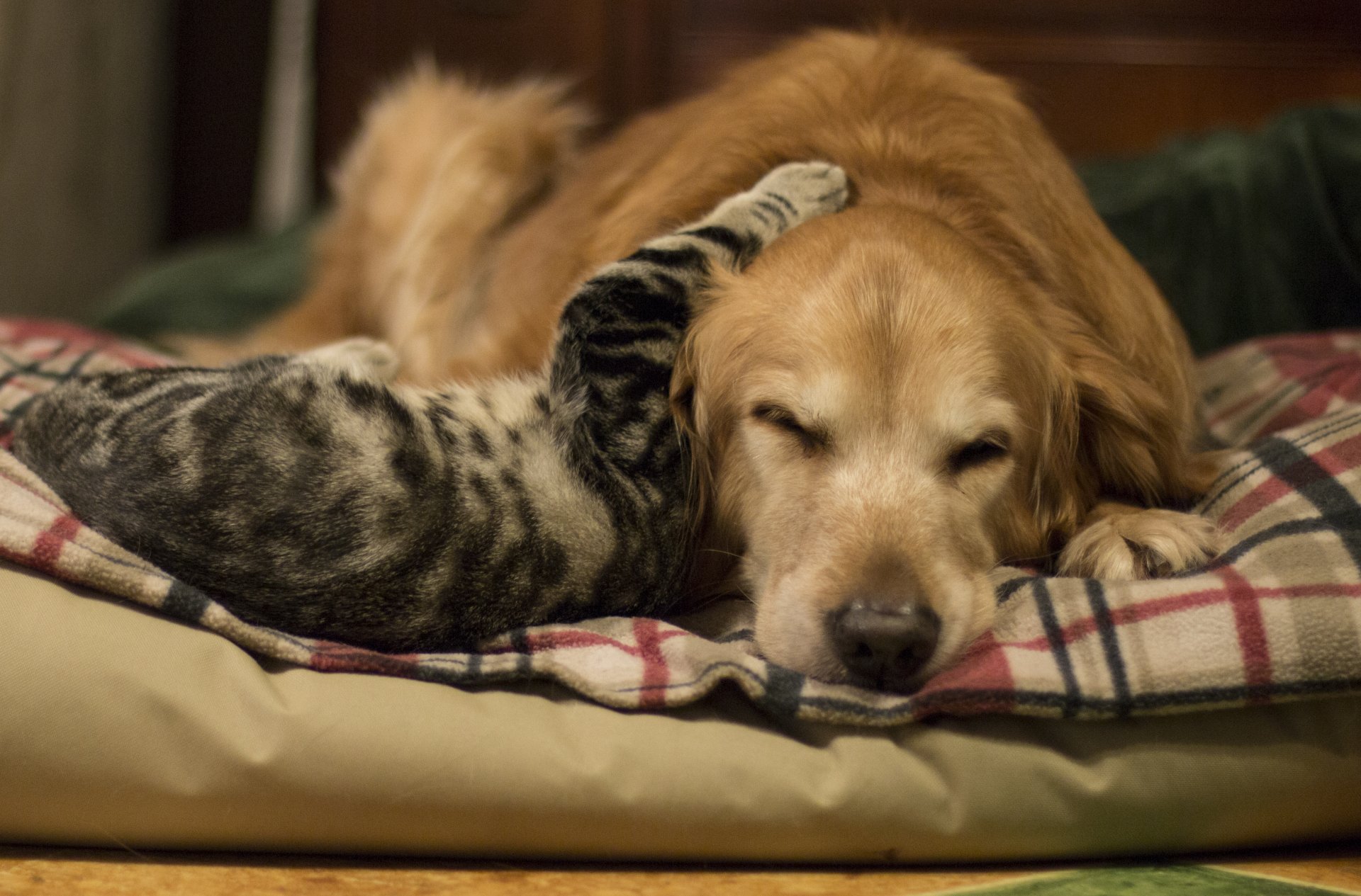 chien chat amitié fond