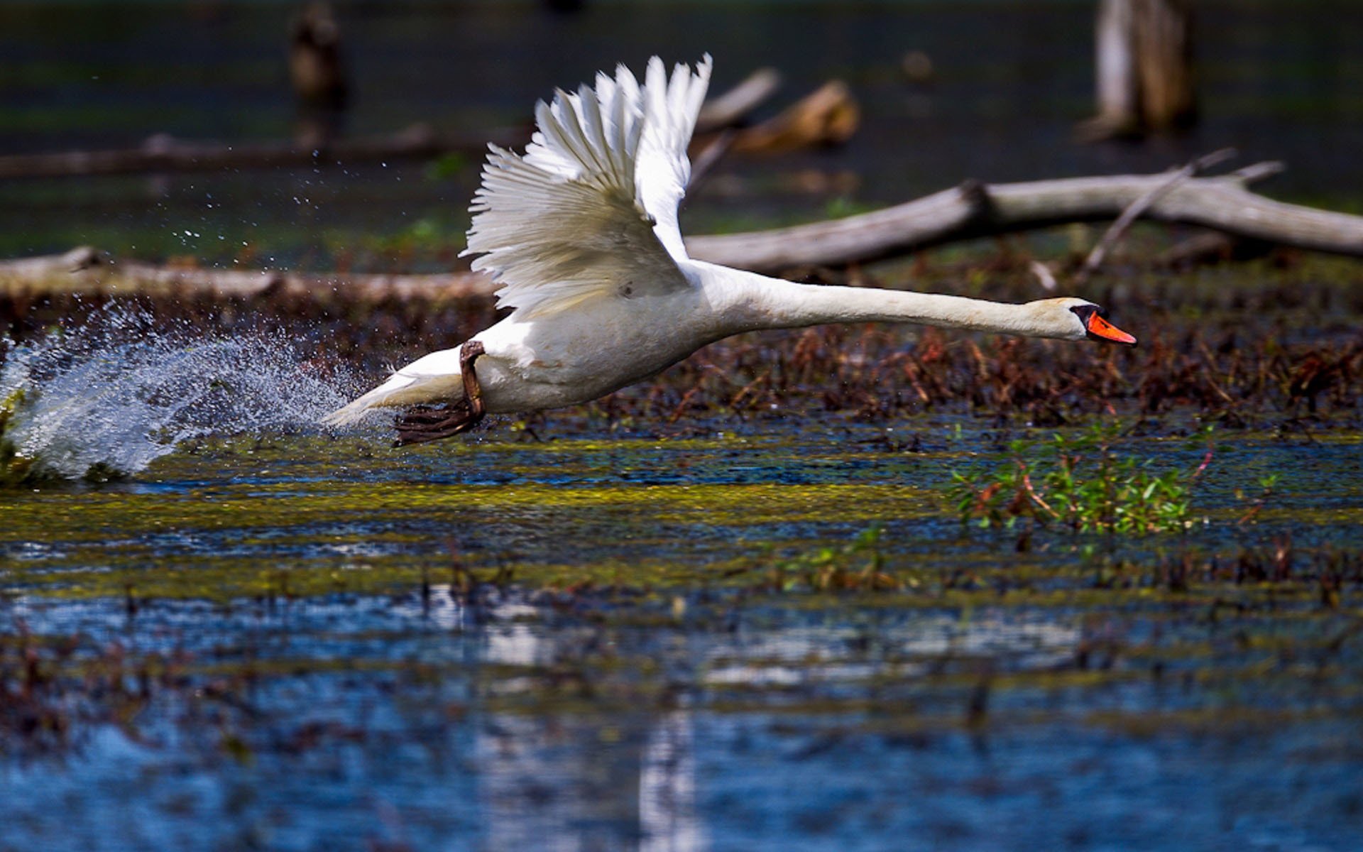 weiß schwan vogel flügel federn see teich tropfen spritzer wasser hals übertakten