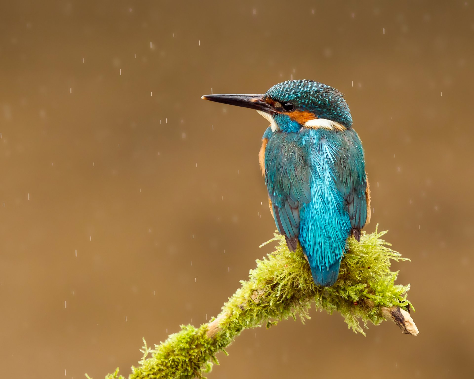 oiseau martin-pêcheur commun alcedo atthis martin-pêcheur gouttes bec branche pluie