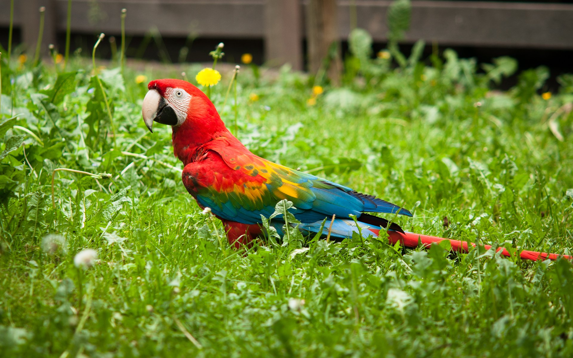 loro guacamayo césped