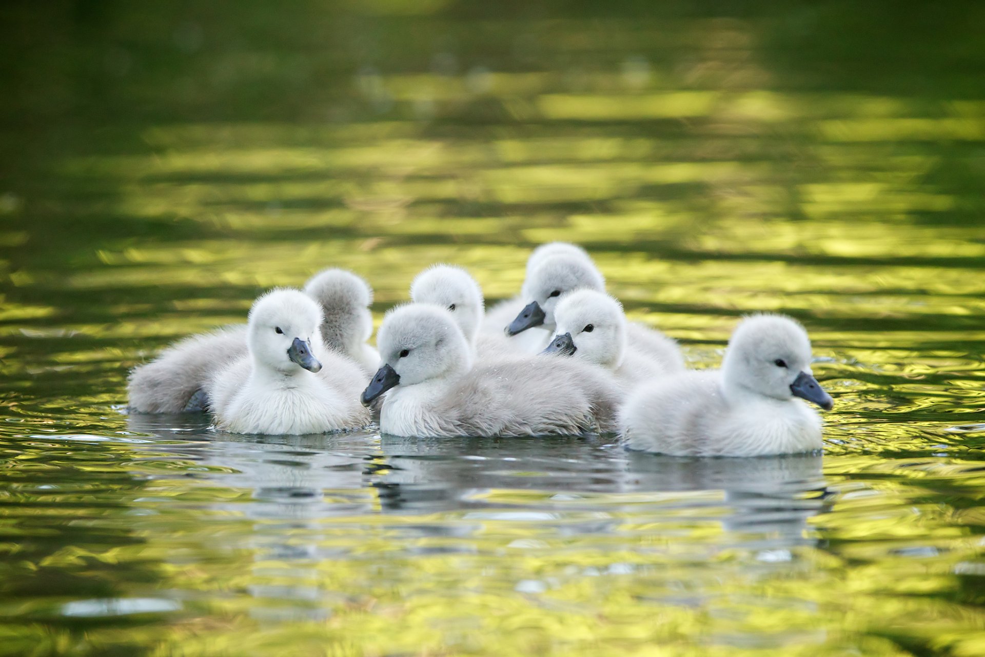 lebedyata chicks water kids swan