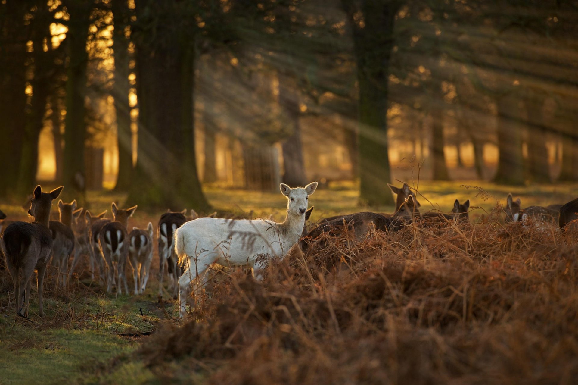 the white faun reindeer forest