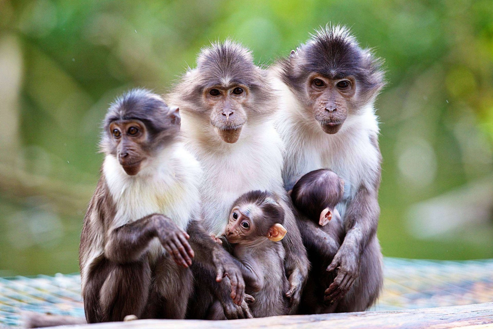 singes macaques maman enfant nature