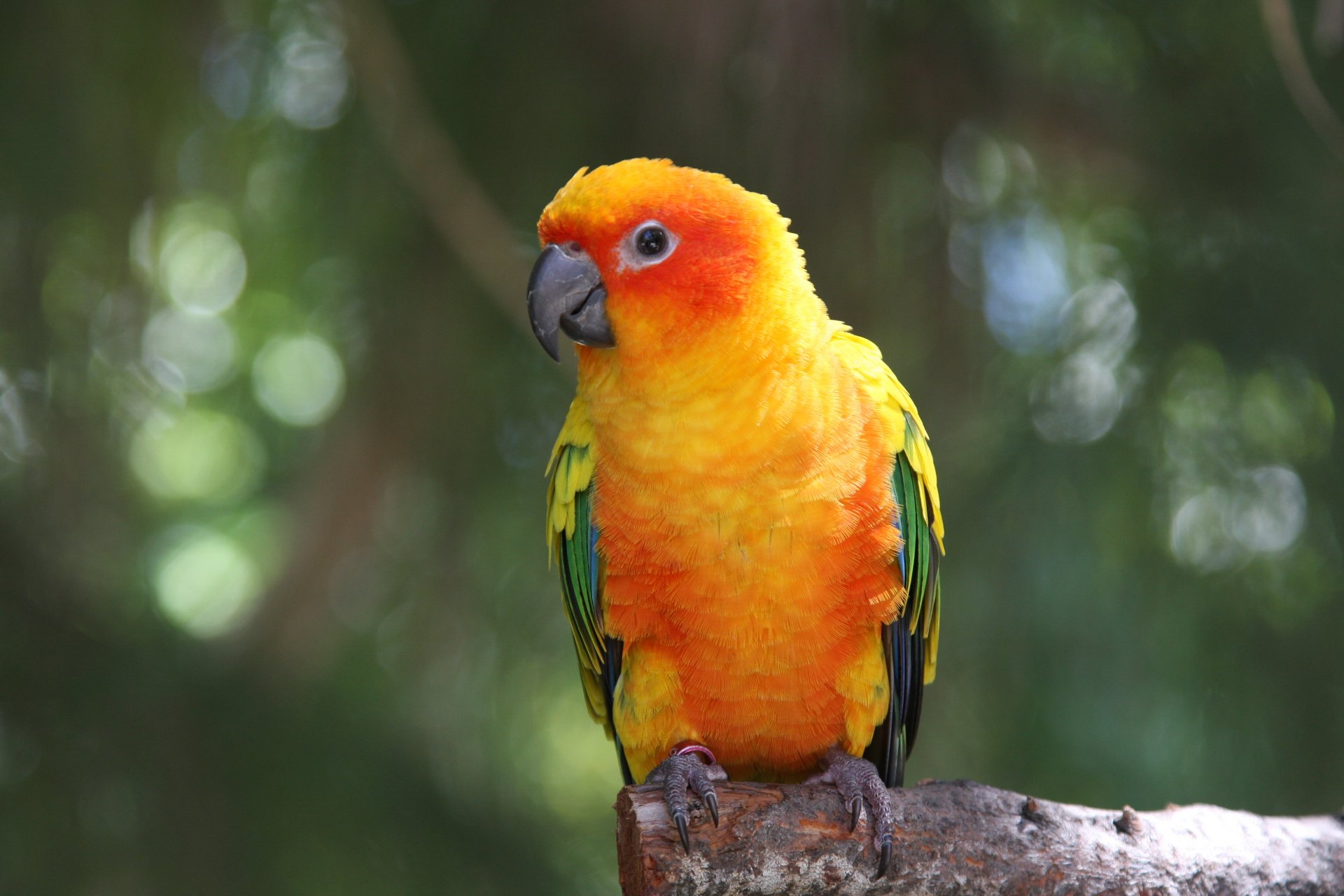 aves loro guacamayo