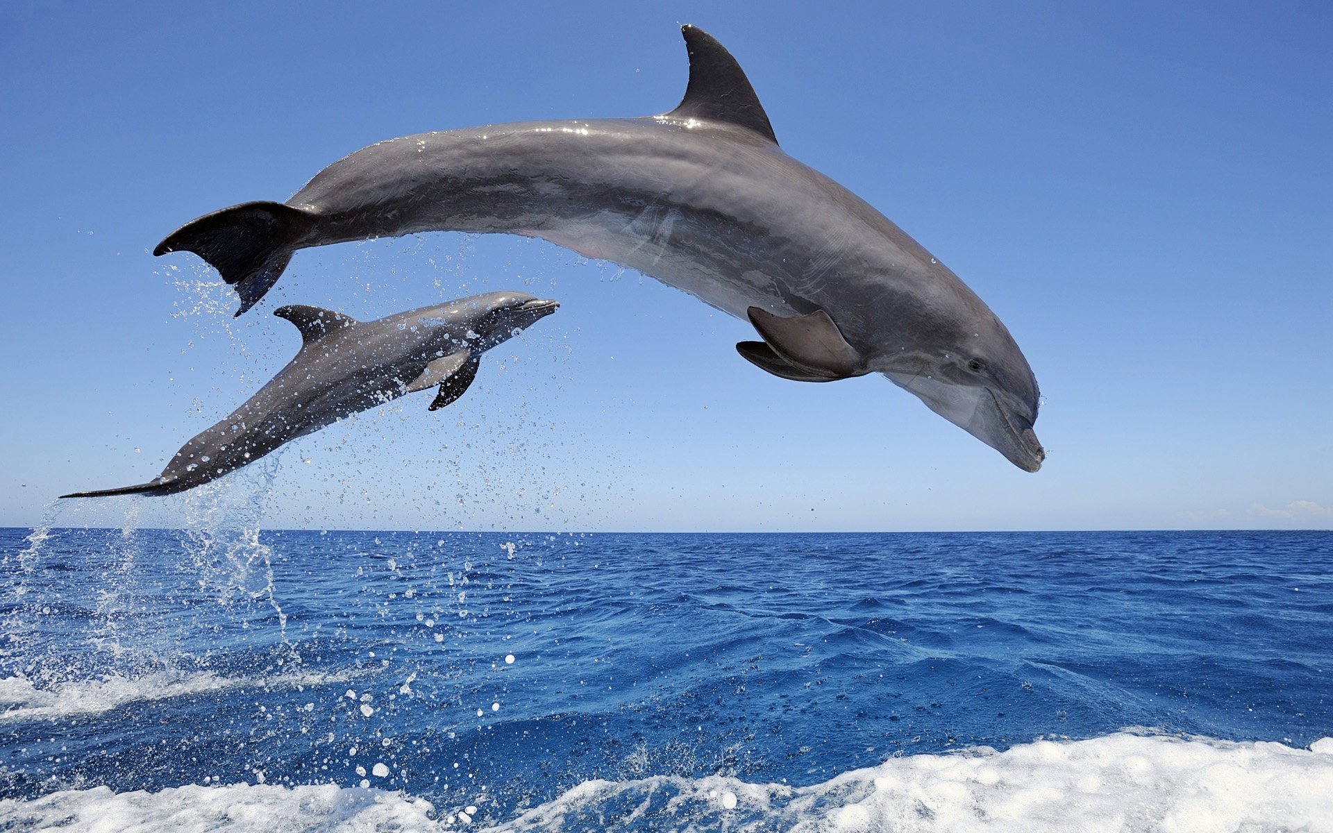 dauphins eau éclaboussures ciel horizon