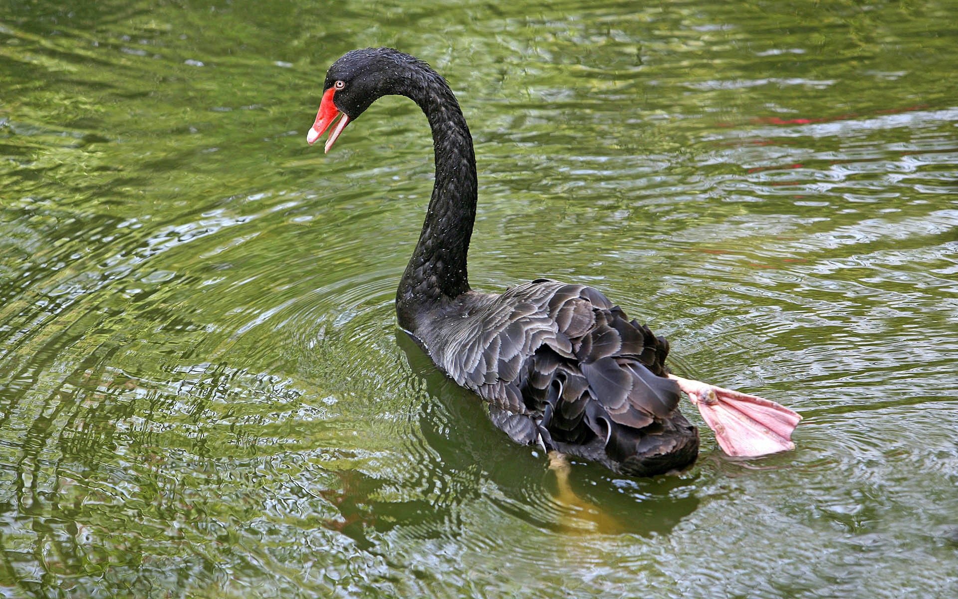 schwan see teich wasser wellen vogel pfoten membrane flossen