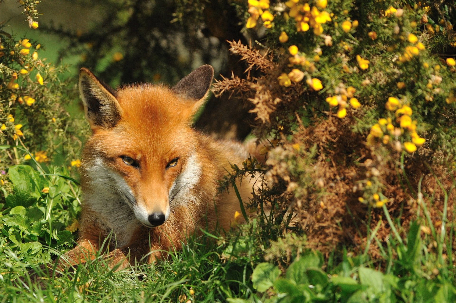 fox muzzle grass summer red fox look