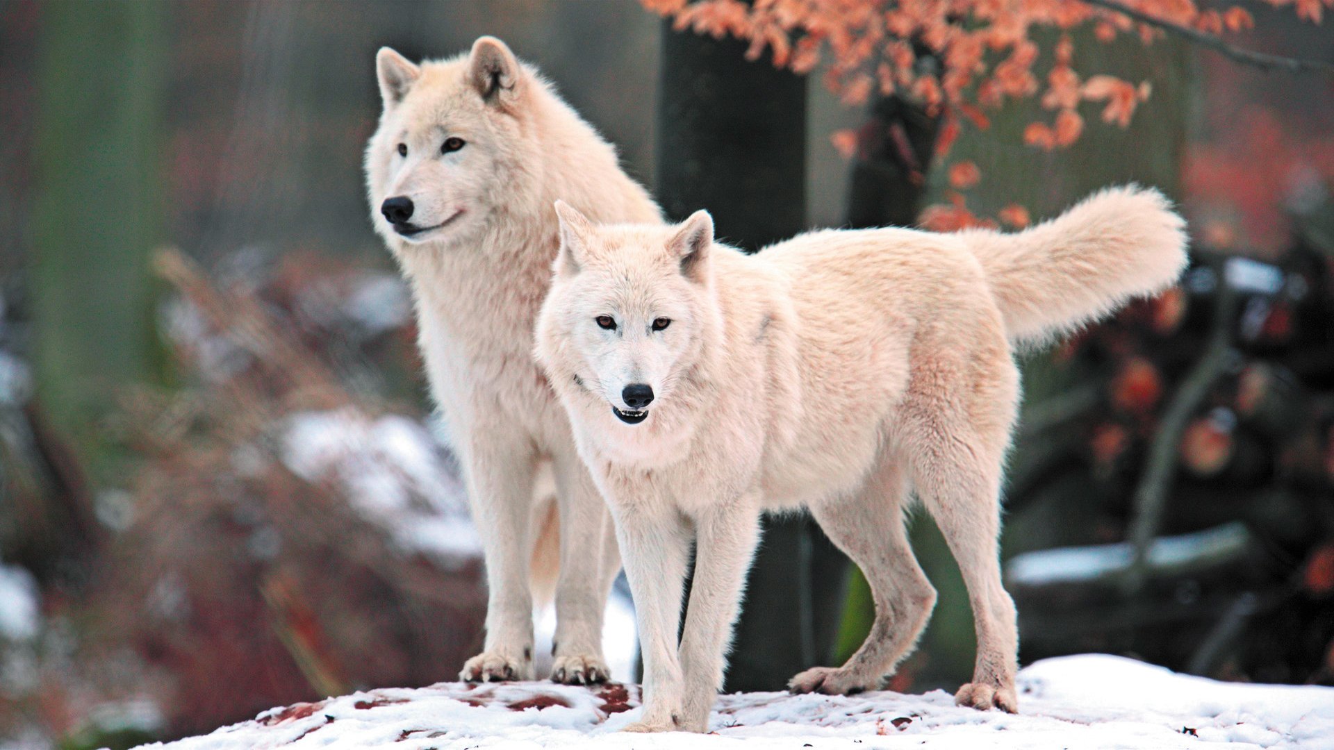 loups arctique blanc prédateur museau vue nature neige