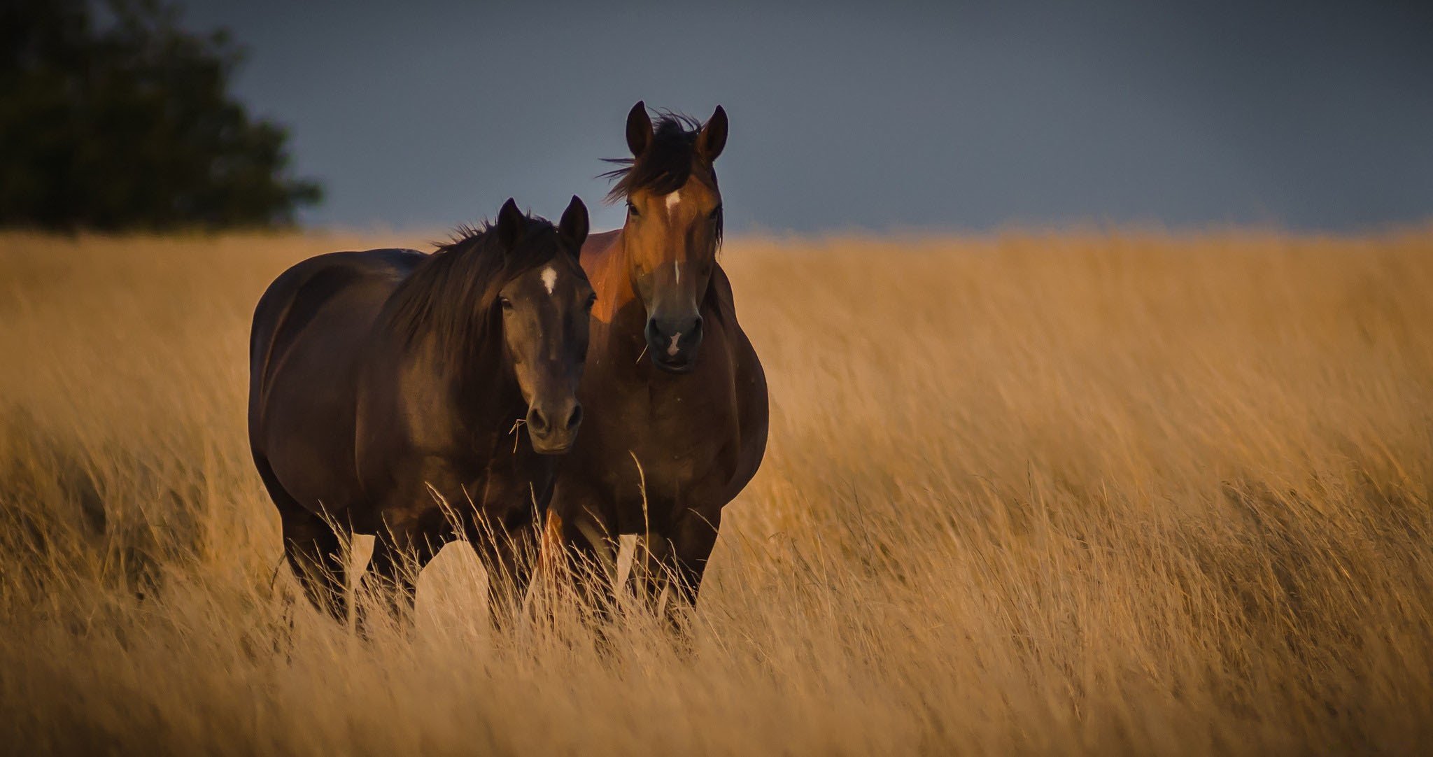 horse the pair the field grass nature