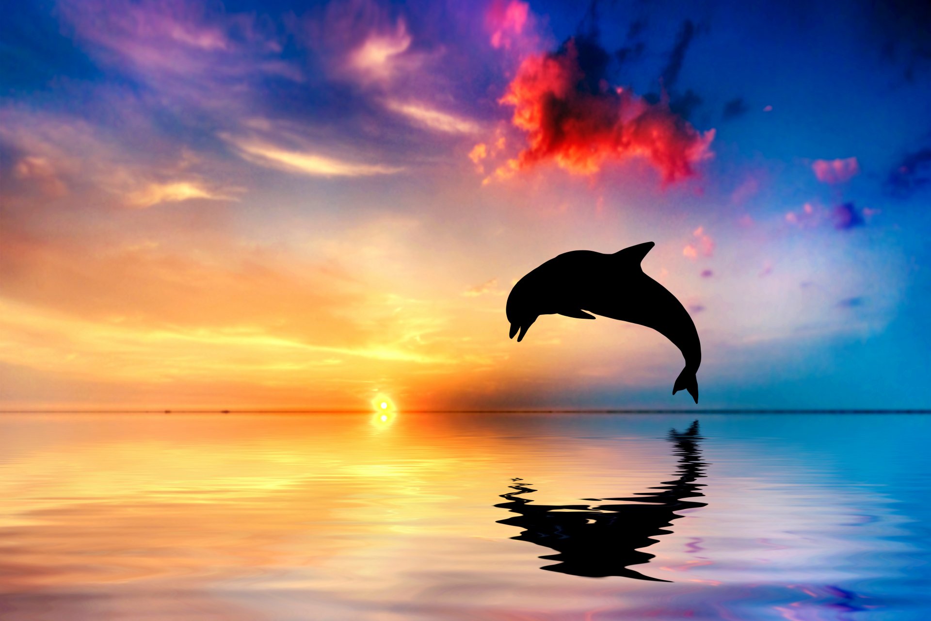 dolphin jump silhouette ocean reflection sunset