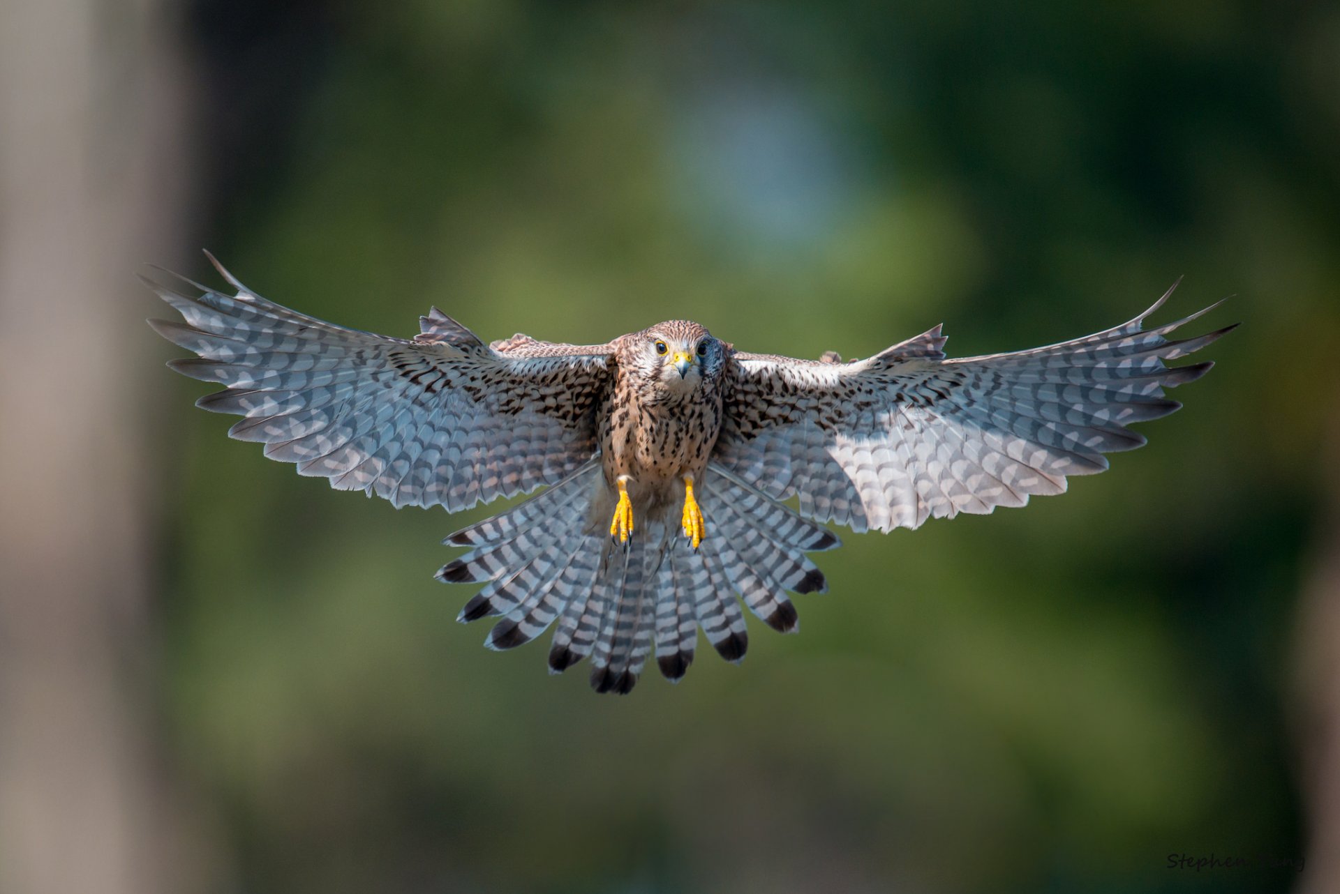 turmfalke vogel fliegen flügel schwingen