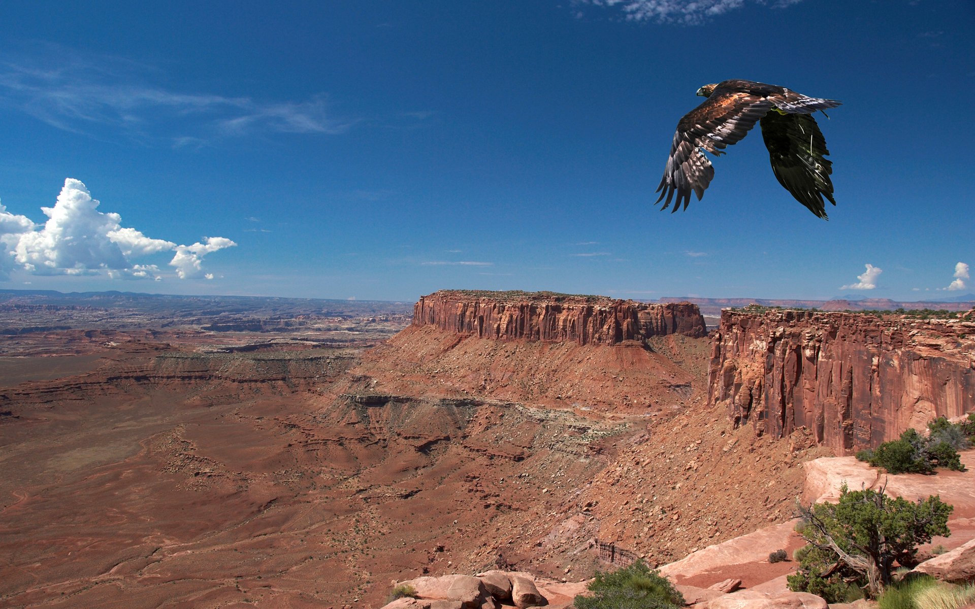 oiseau animal voler