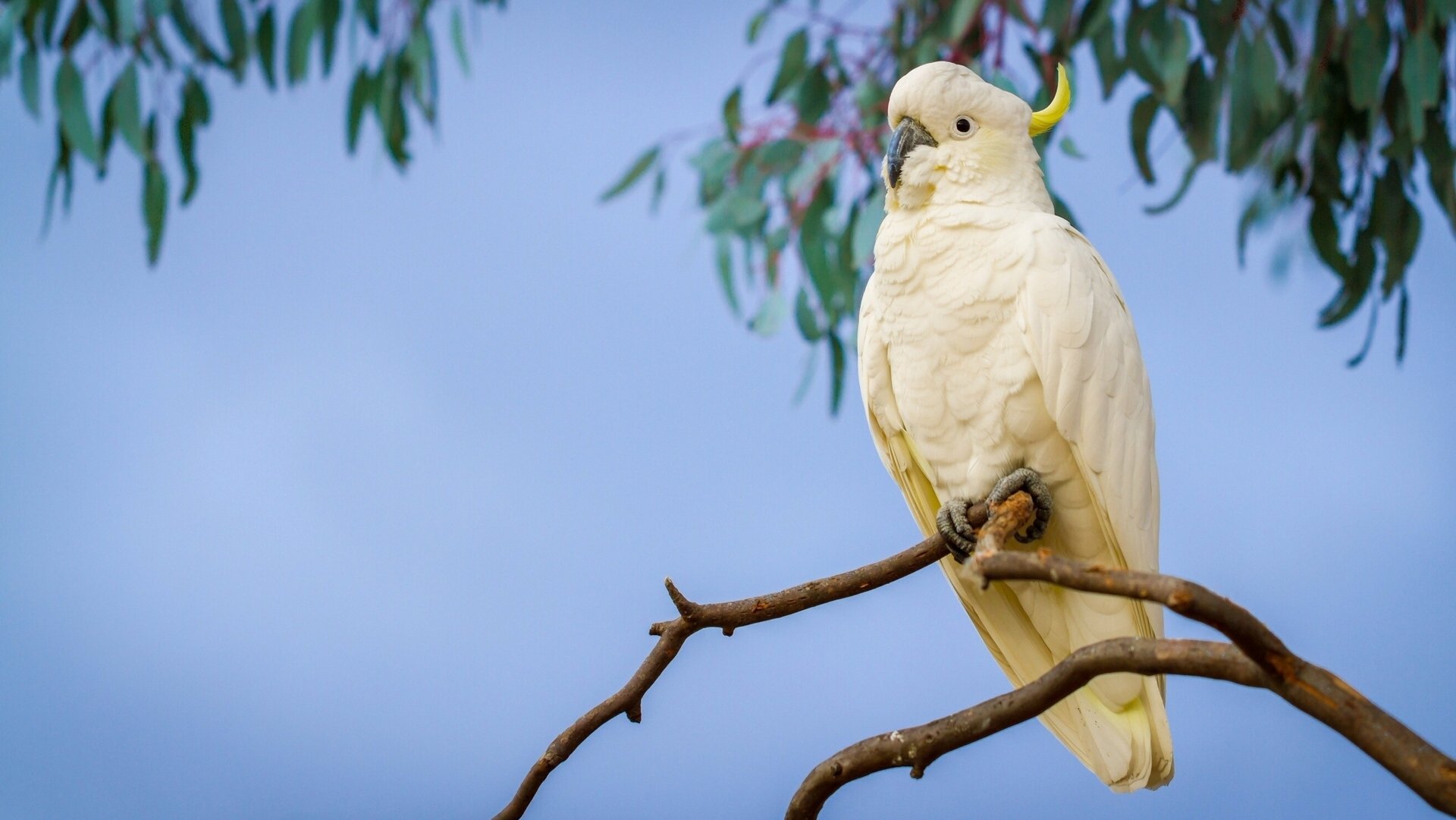 grande cacatua dalla cresta gialla pappagallo ramo