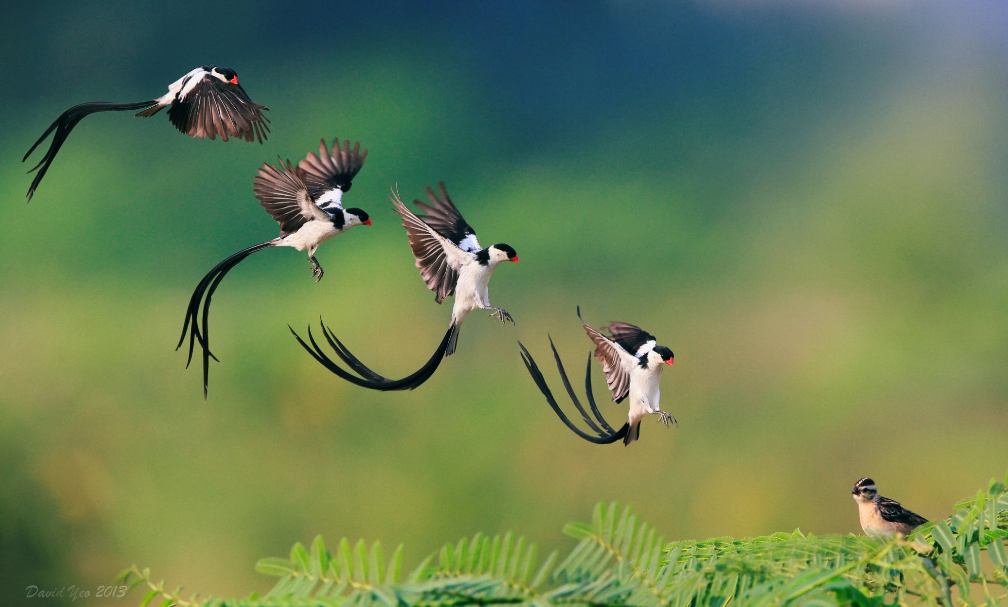 oiseau pin-tail whydah atterrissage branche