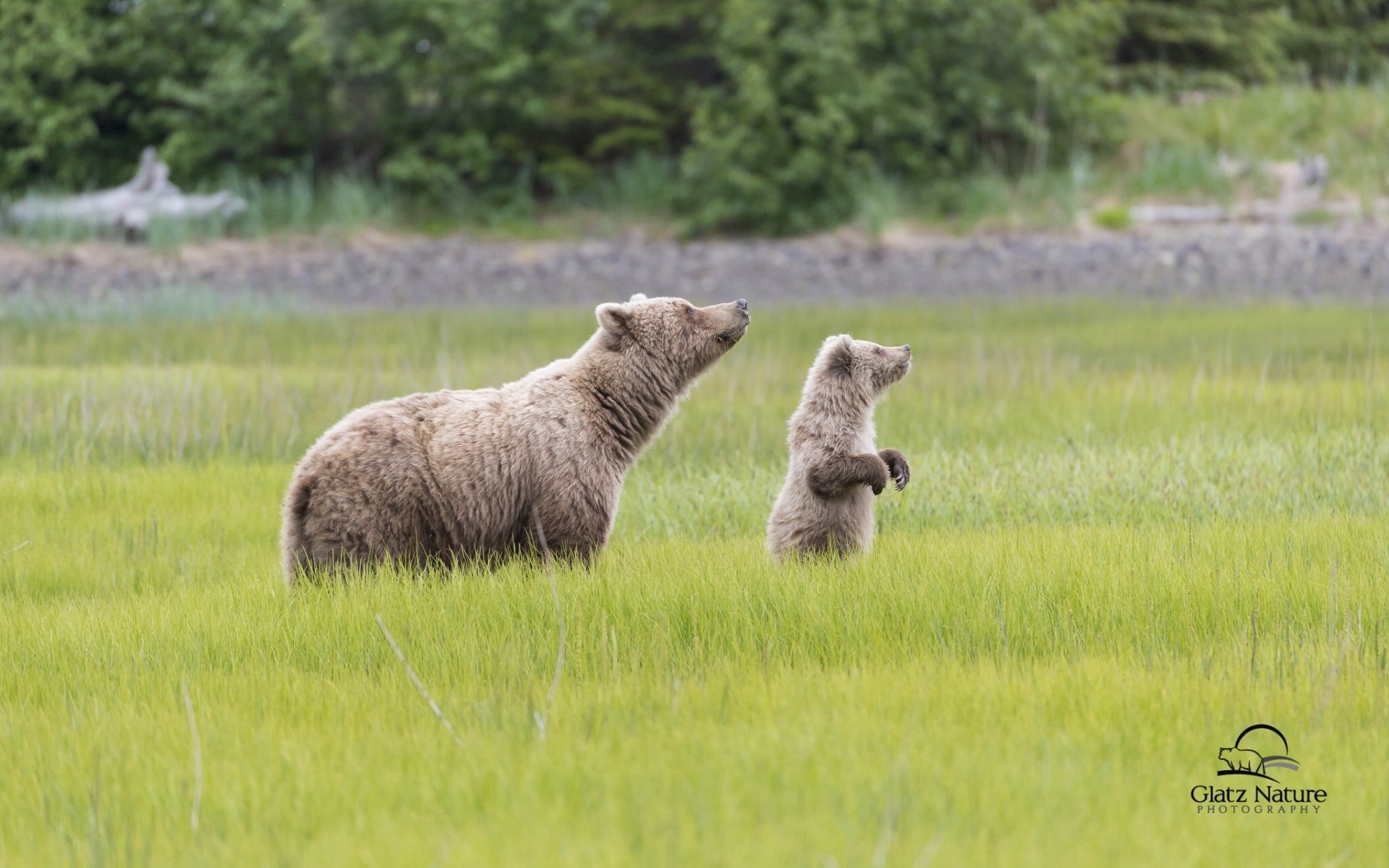 lake clark national park alaska bears dipper bear meadow