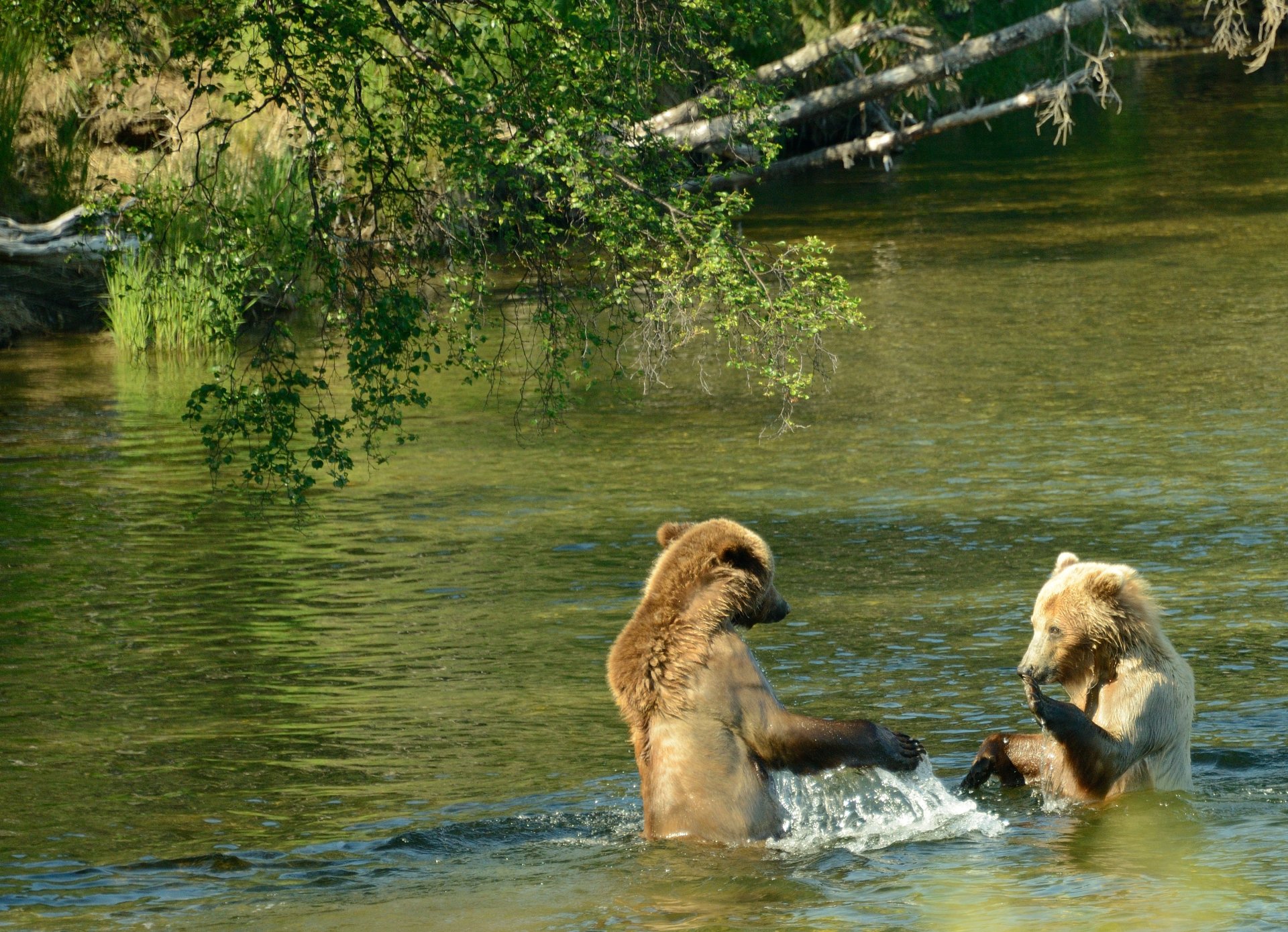 brooks river two brown bear water show katmai national park alaska united state