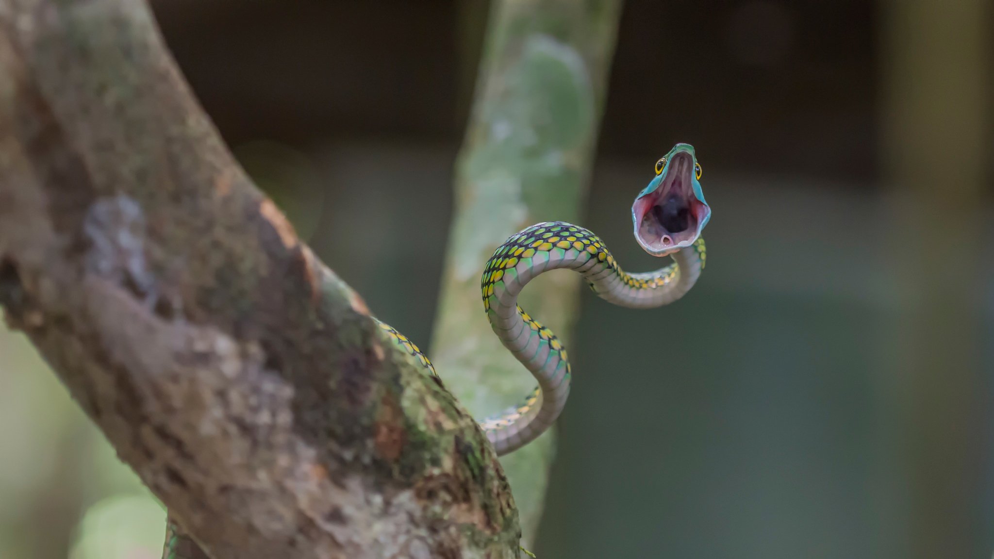 serpente attacco bocca