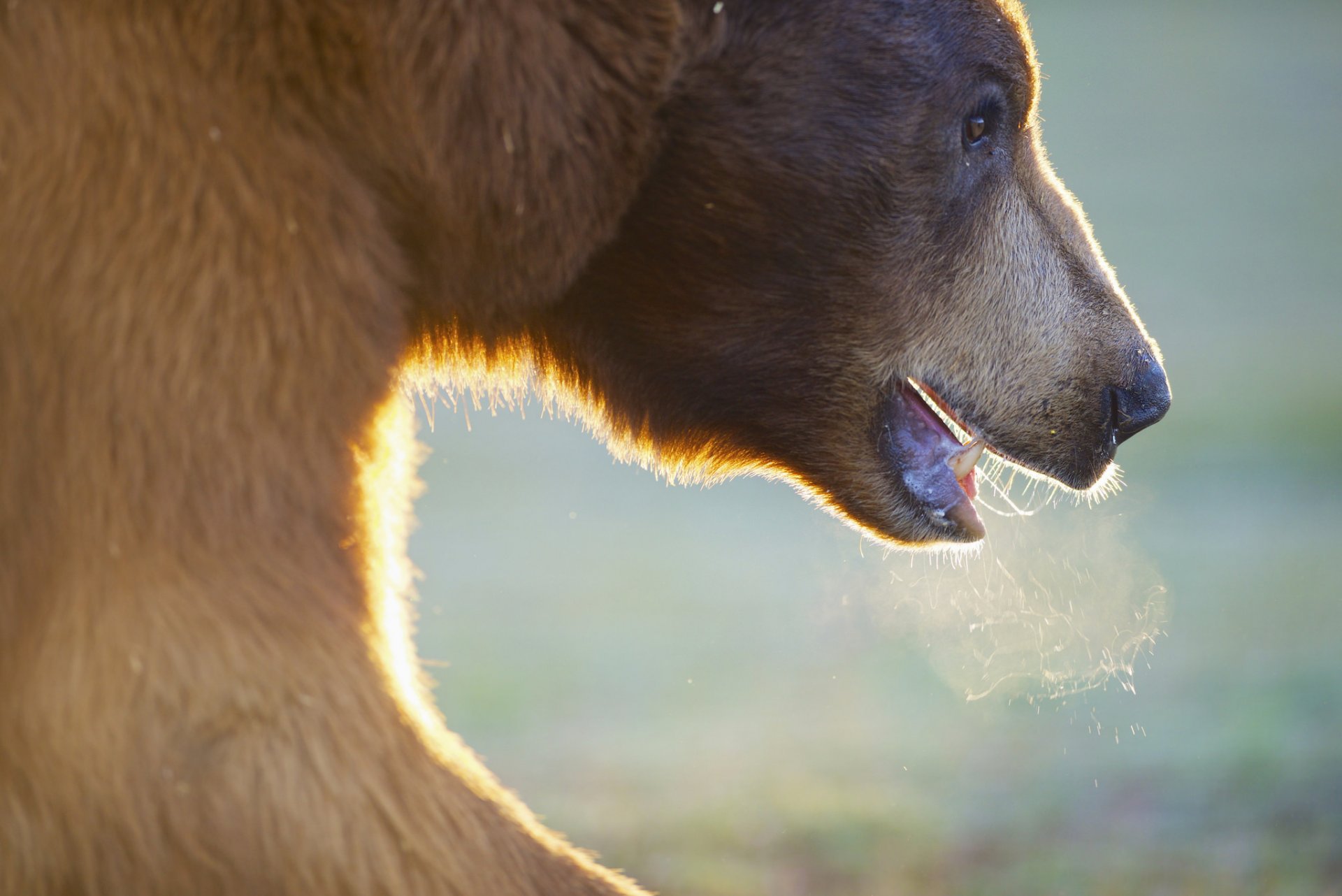 orso muso animale bestia bocca