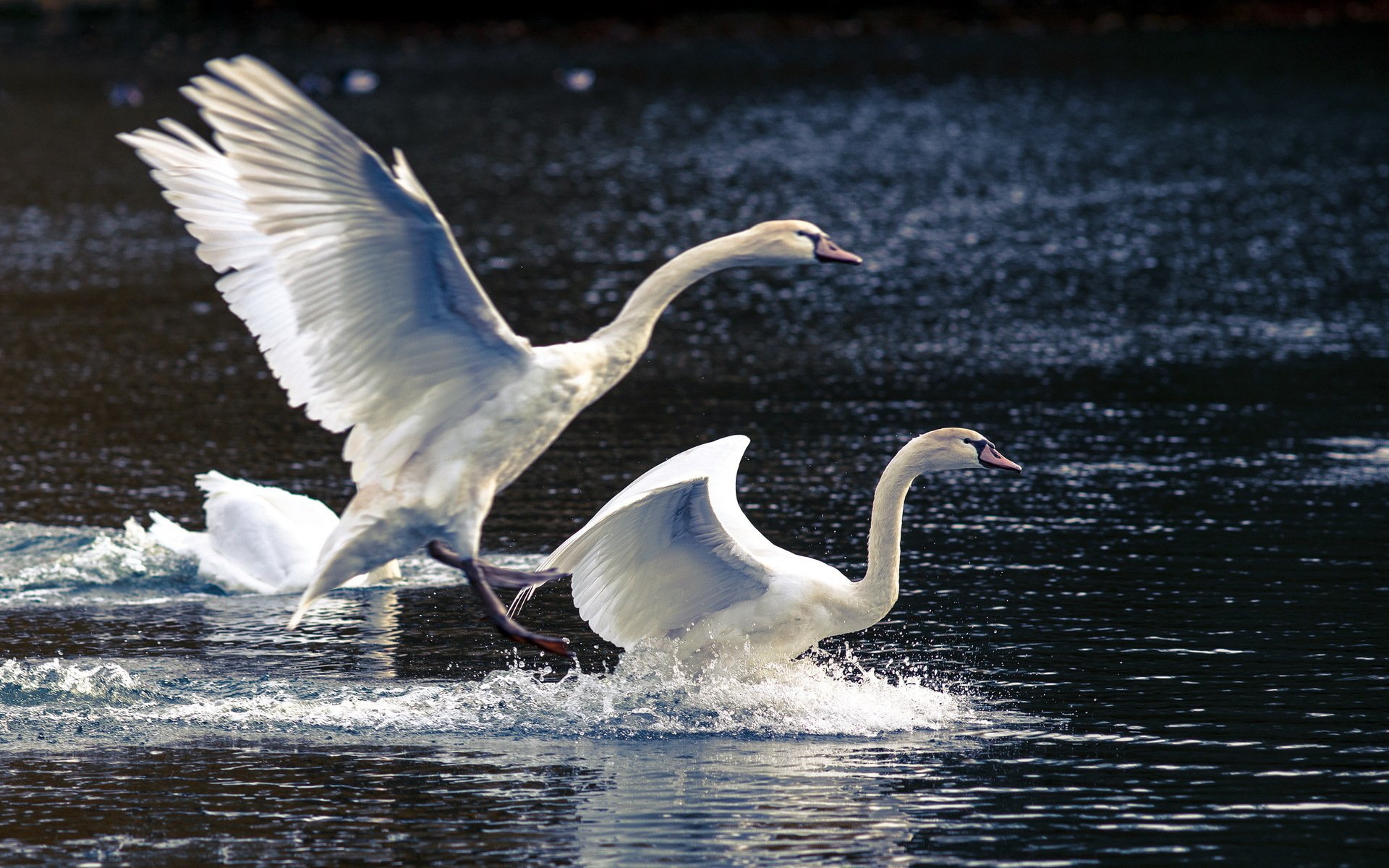 cisnes lago naturaleza