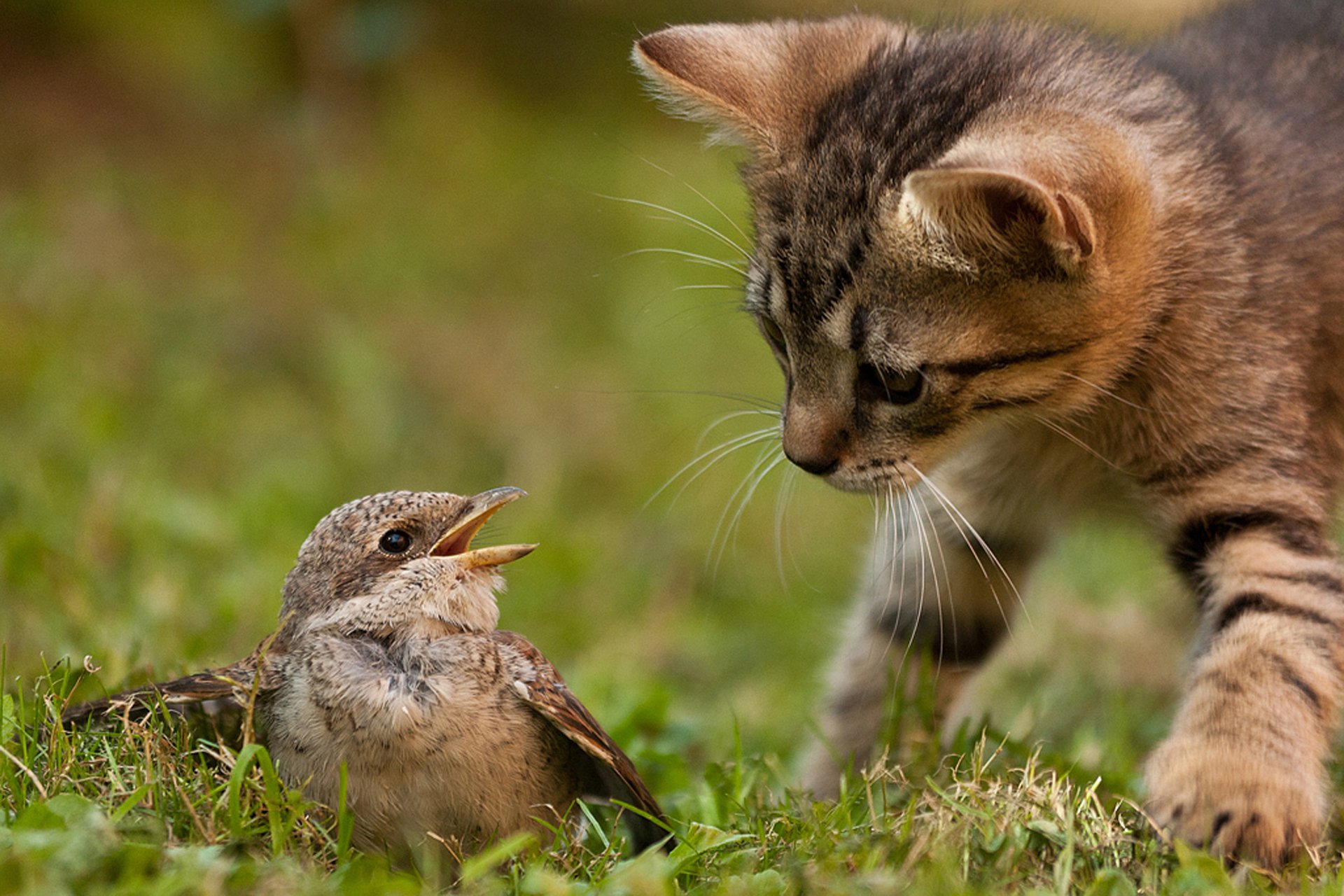 chat chaton chat oiseau nature herbe instinct chasse