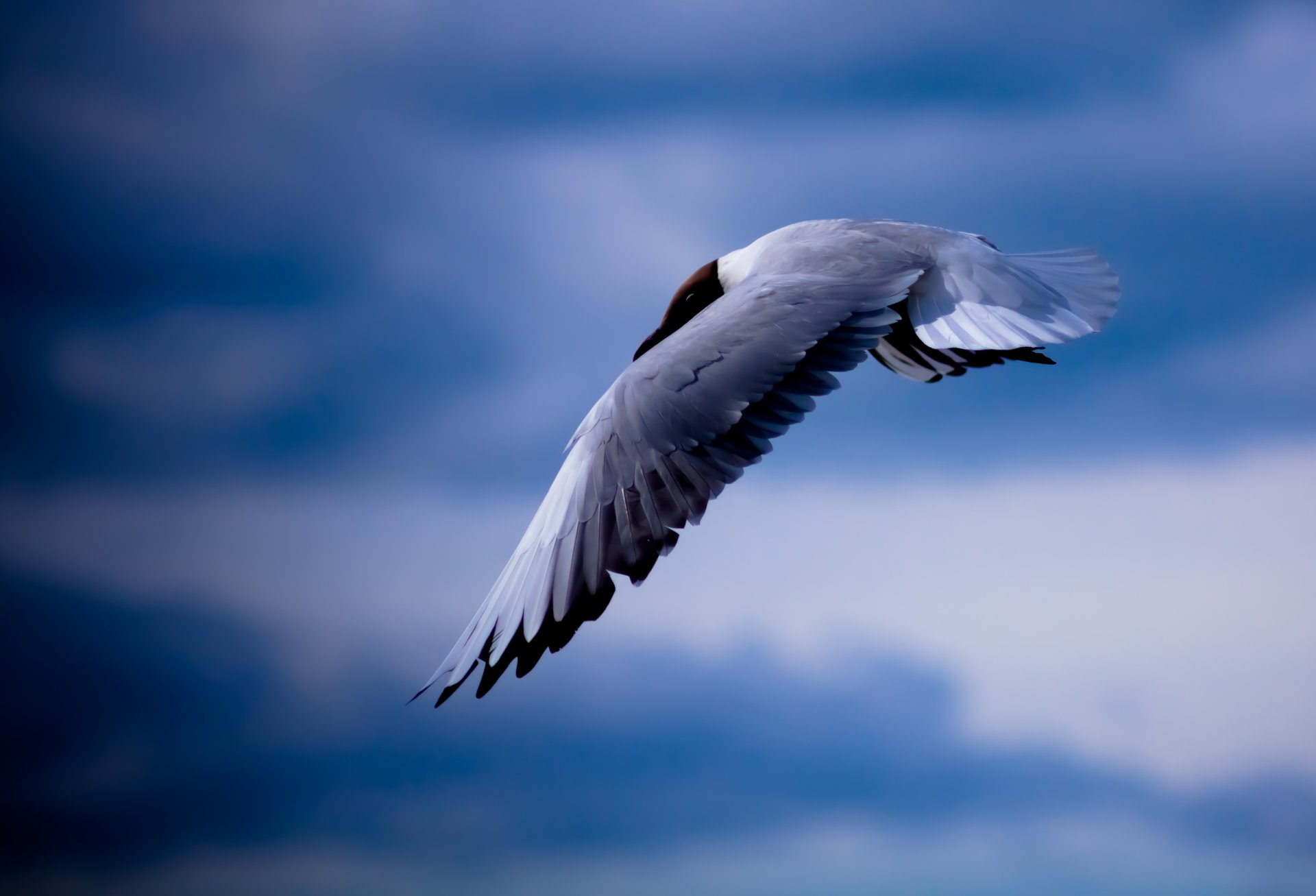 gaviota pájaro cielo