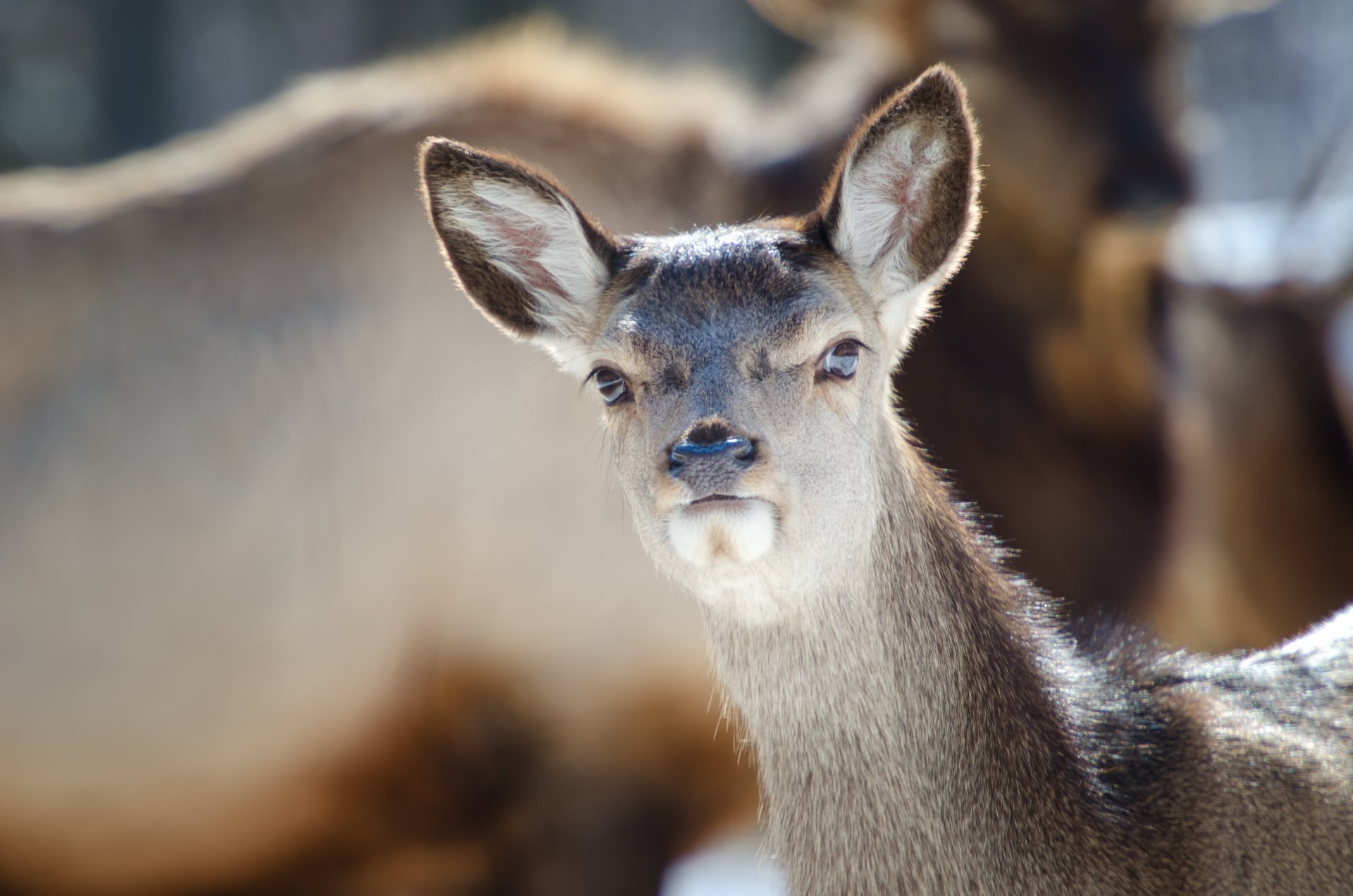 damhirsch maulkorb ohren blick hintergrund