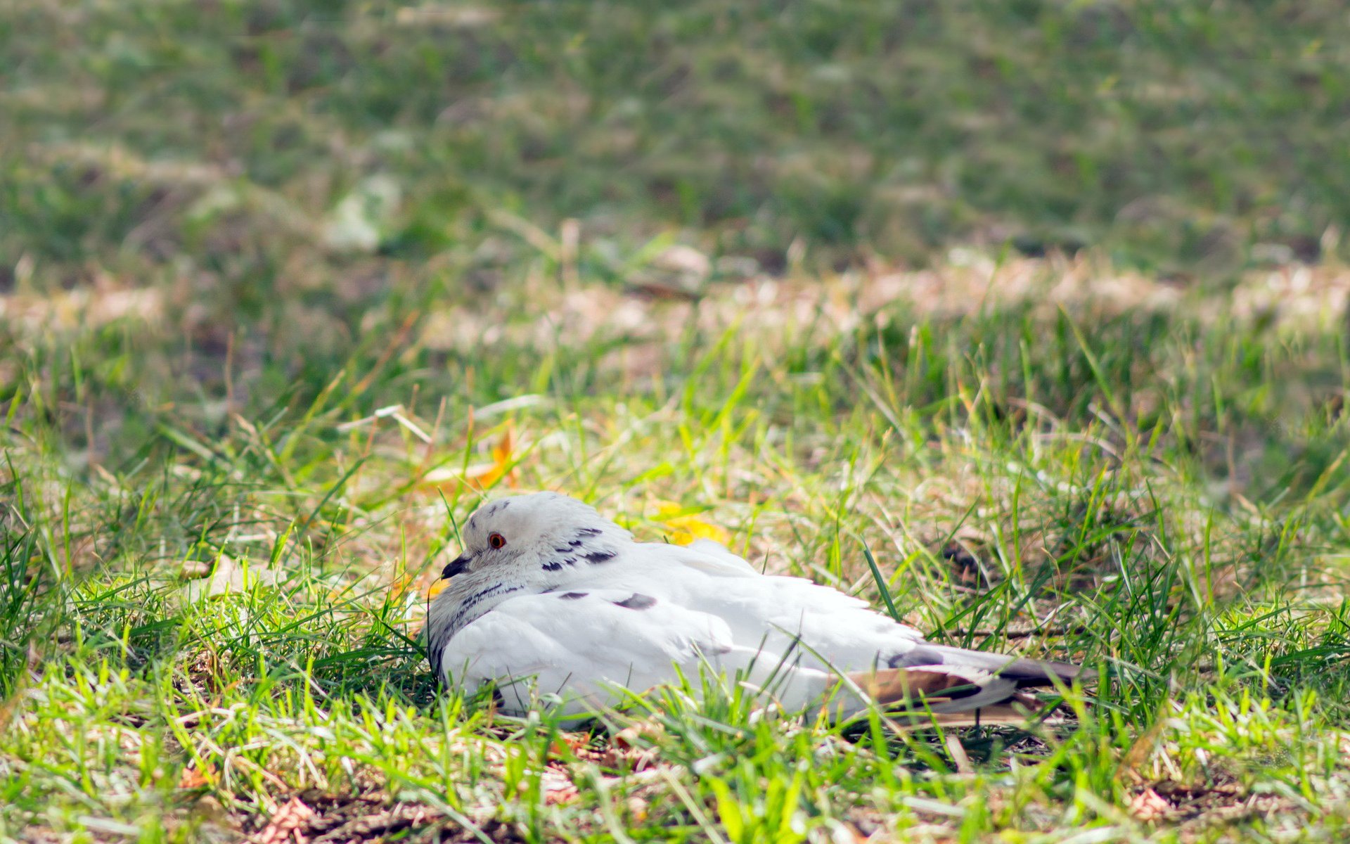 sfondo erba uccello piccione