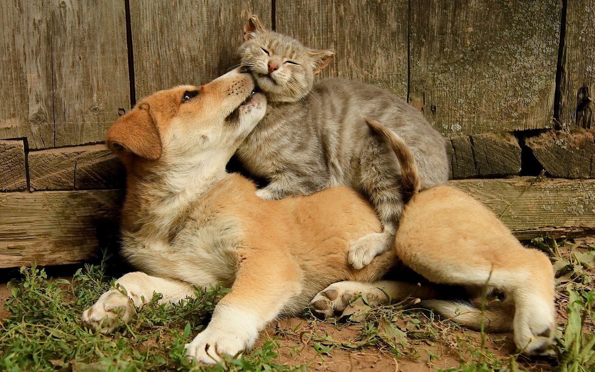 dog cat cat friendship friend