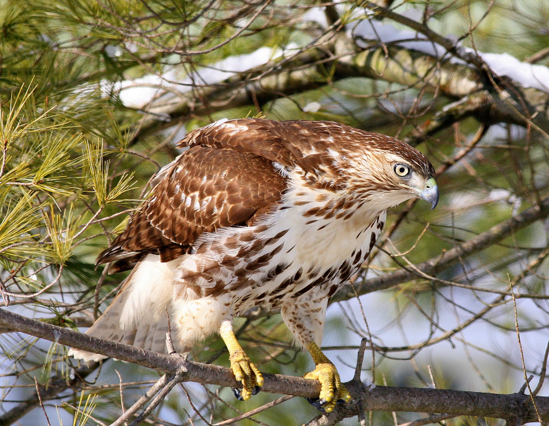 halcón sarych de cola roja buitre pájaro rama bosque naturaleza