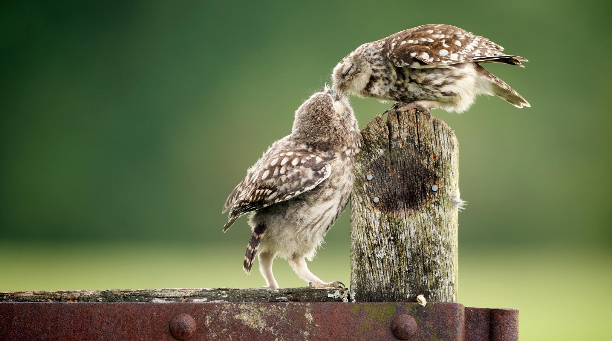 animales aves búhos valla