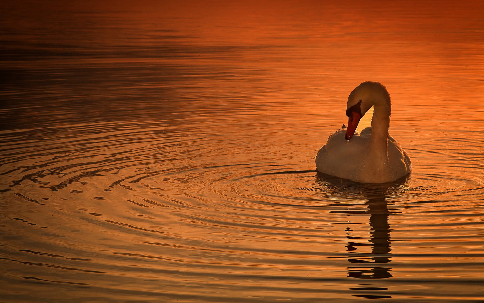 poultry swan sunset nature