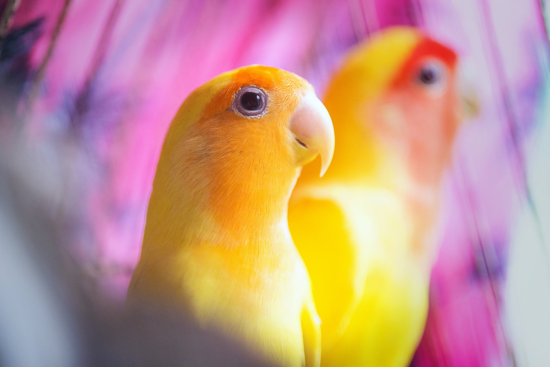 birds parrots yellow background