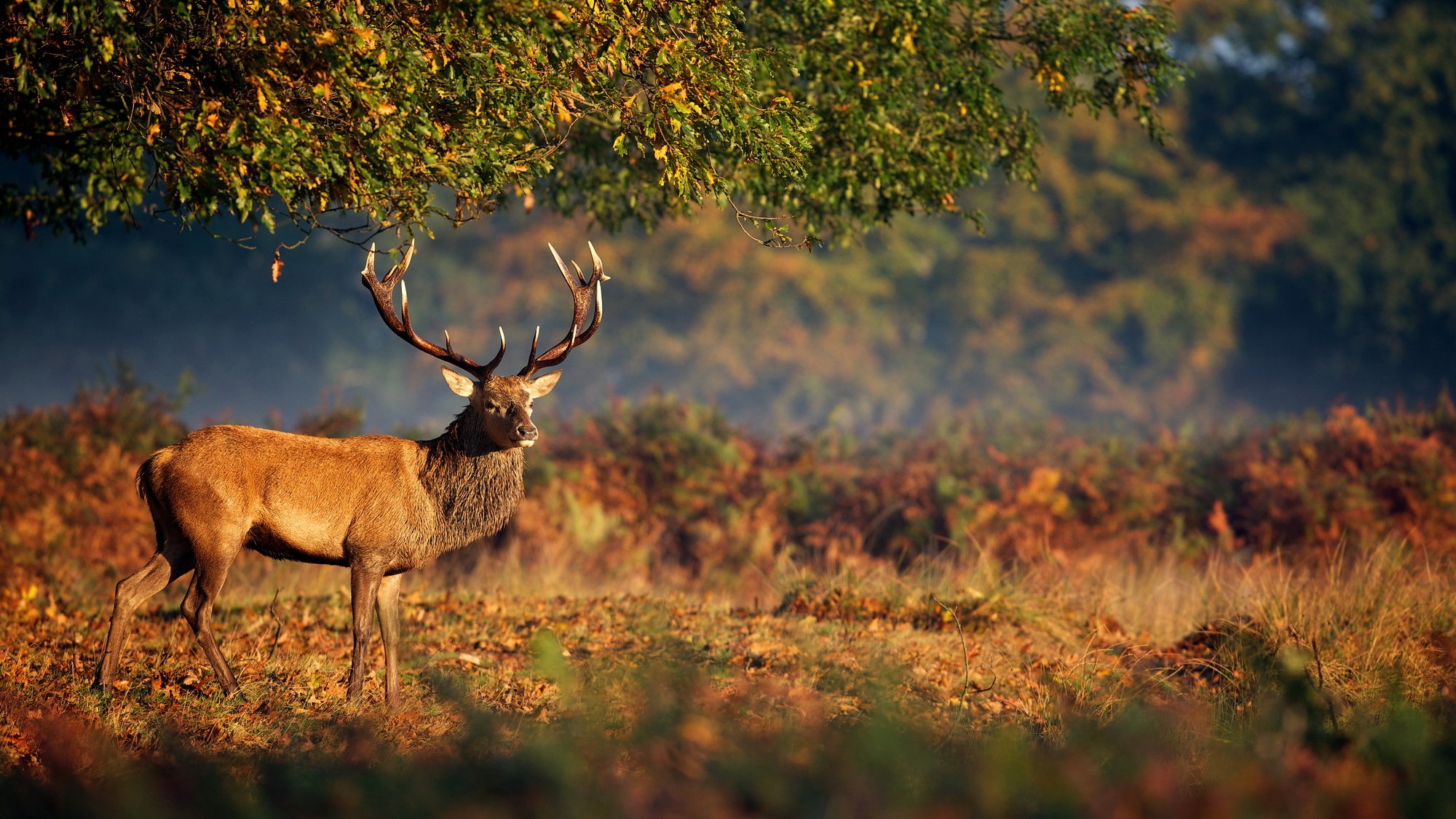 ciervos naturaleza cuernos animales