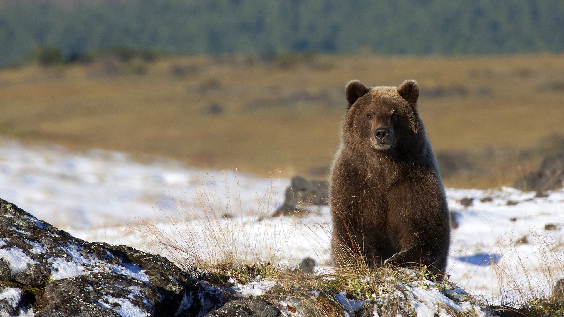 bär natur hintergrund