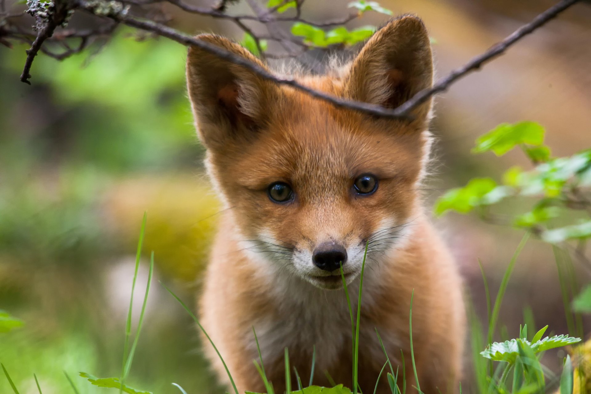 renard museau vue nature verdure