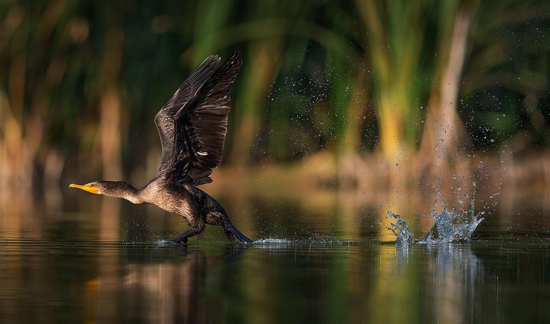 vogel schwingen flügel spritzen spritzen