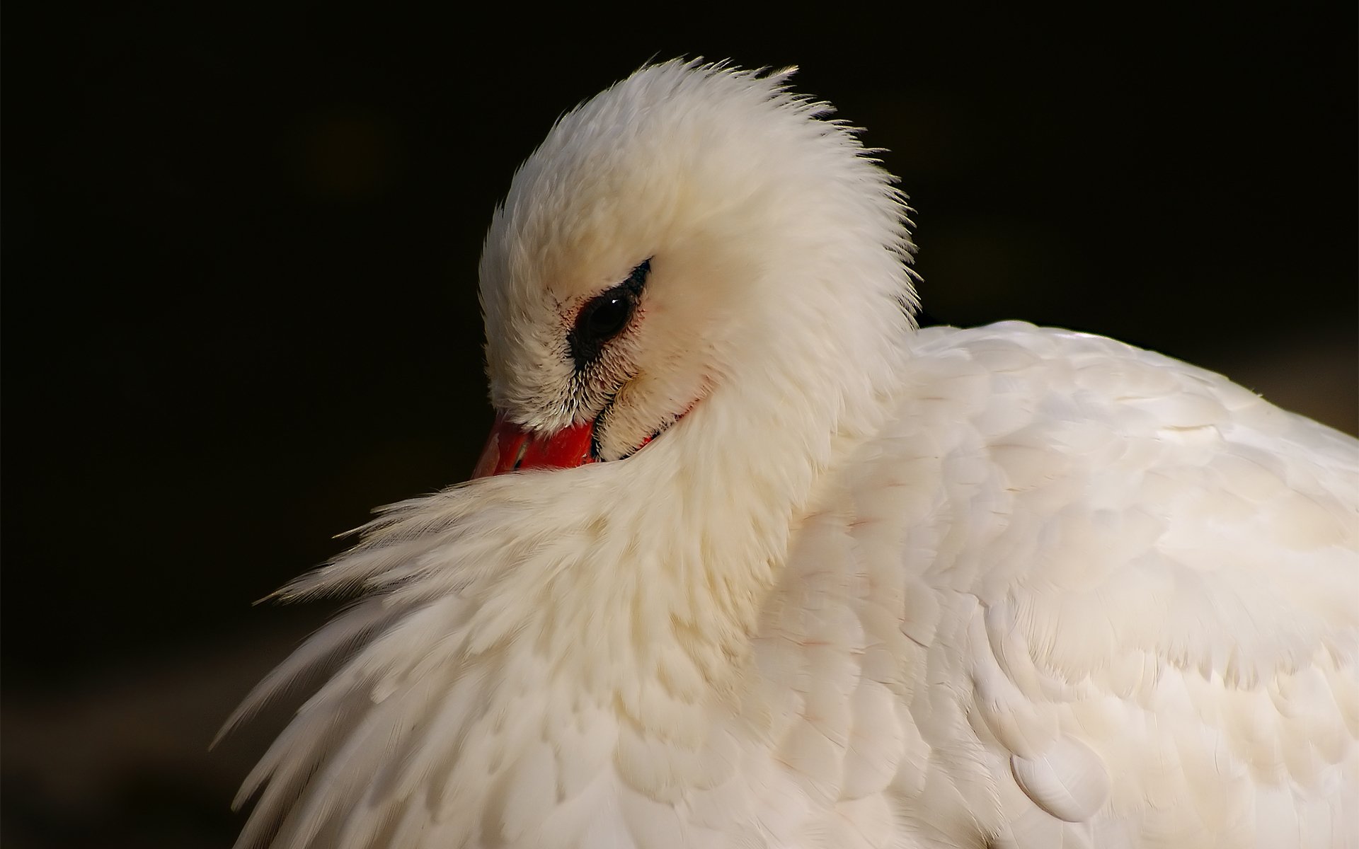 vogel reiher gefieder weiß versteckt