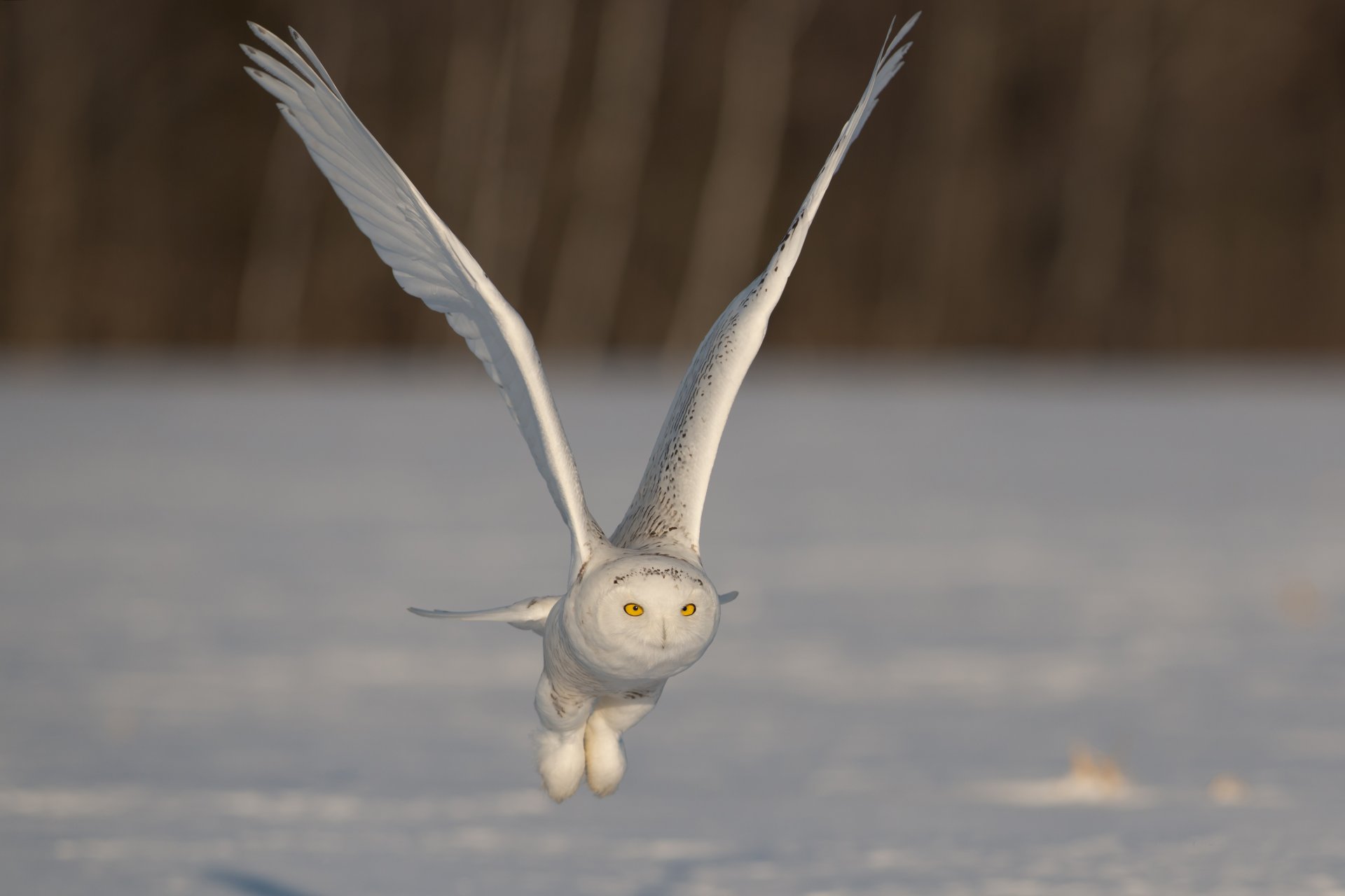 hibou polaire ailes battement