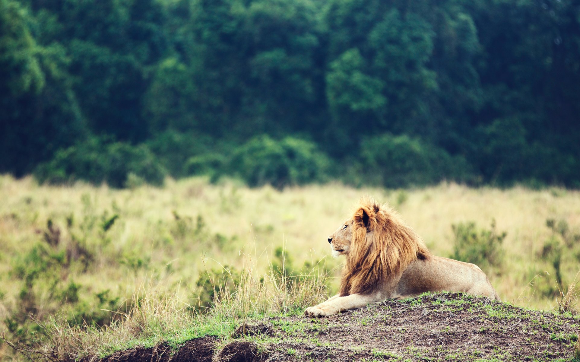 león animal melena rey de las bestias