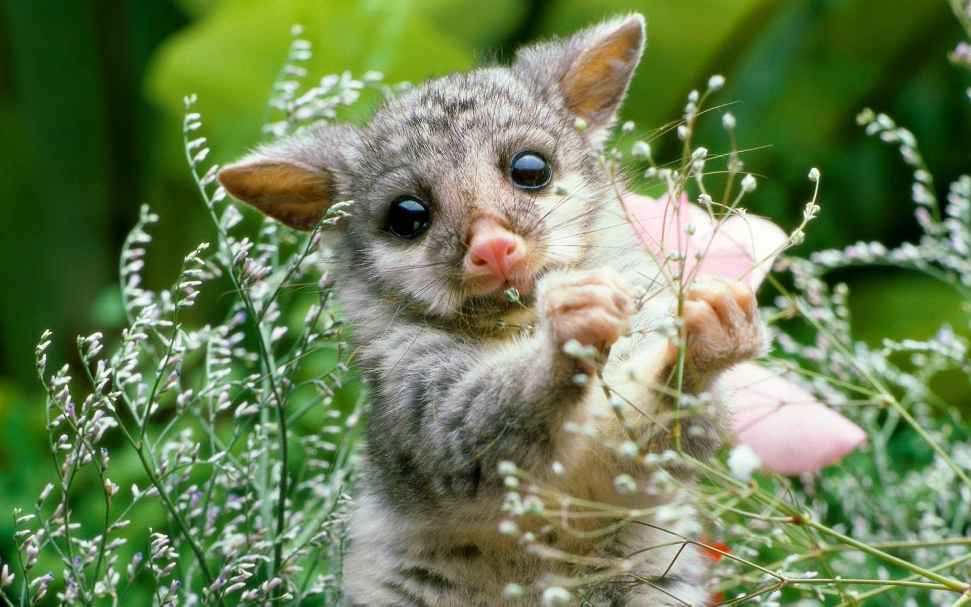 opossum mammifero cucciolo pianta natura