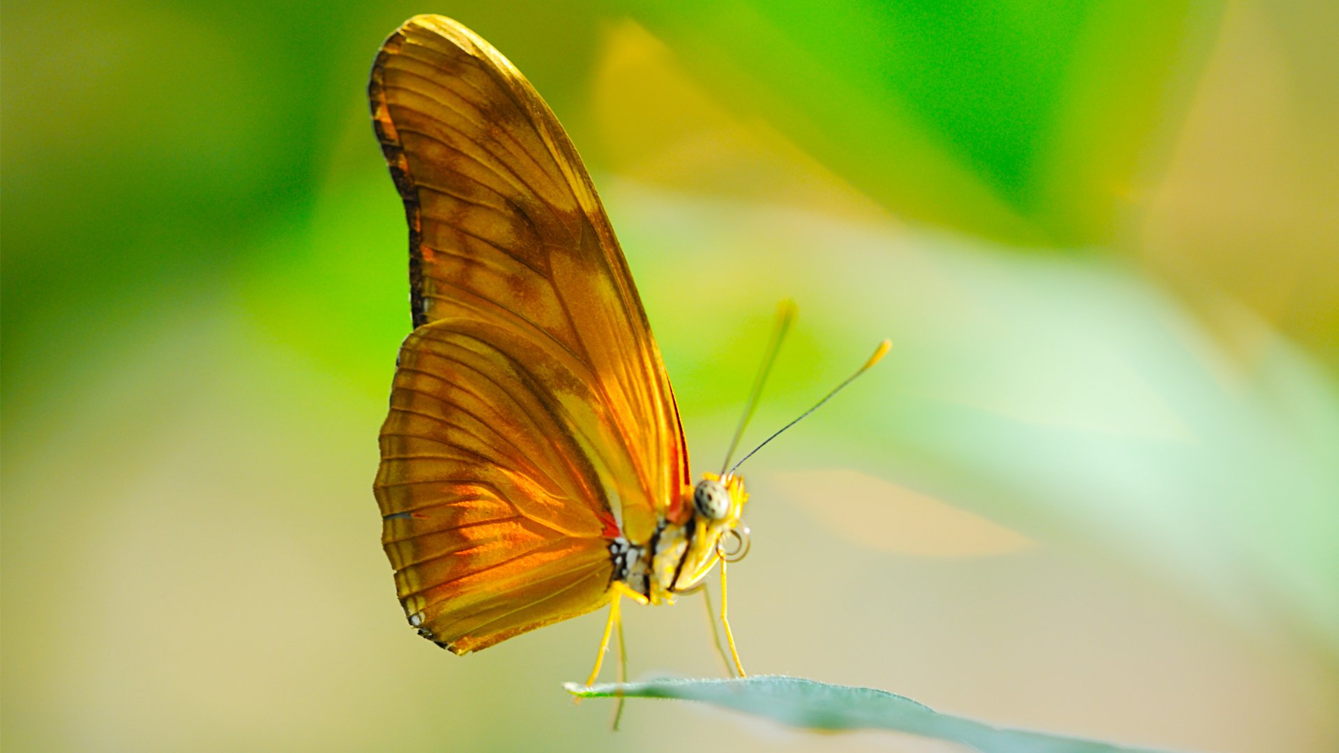 papillon insecte gros plan ailes feuille soleil proboscis