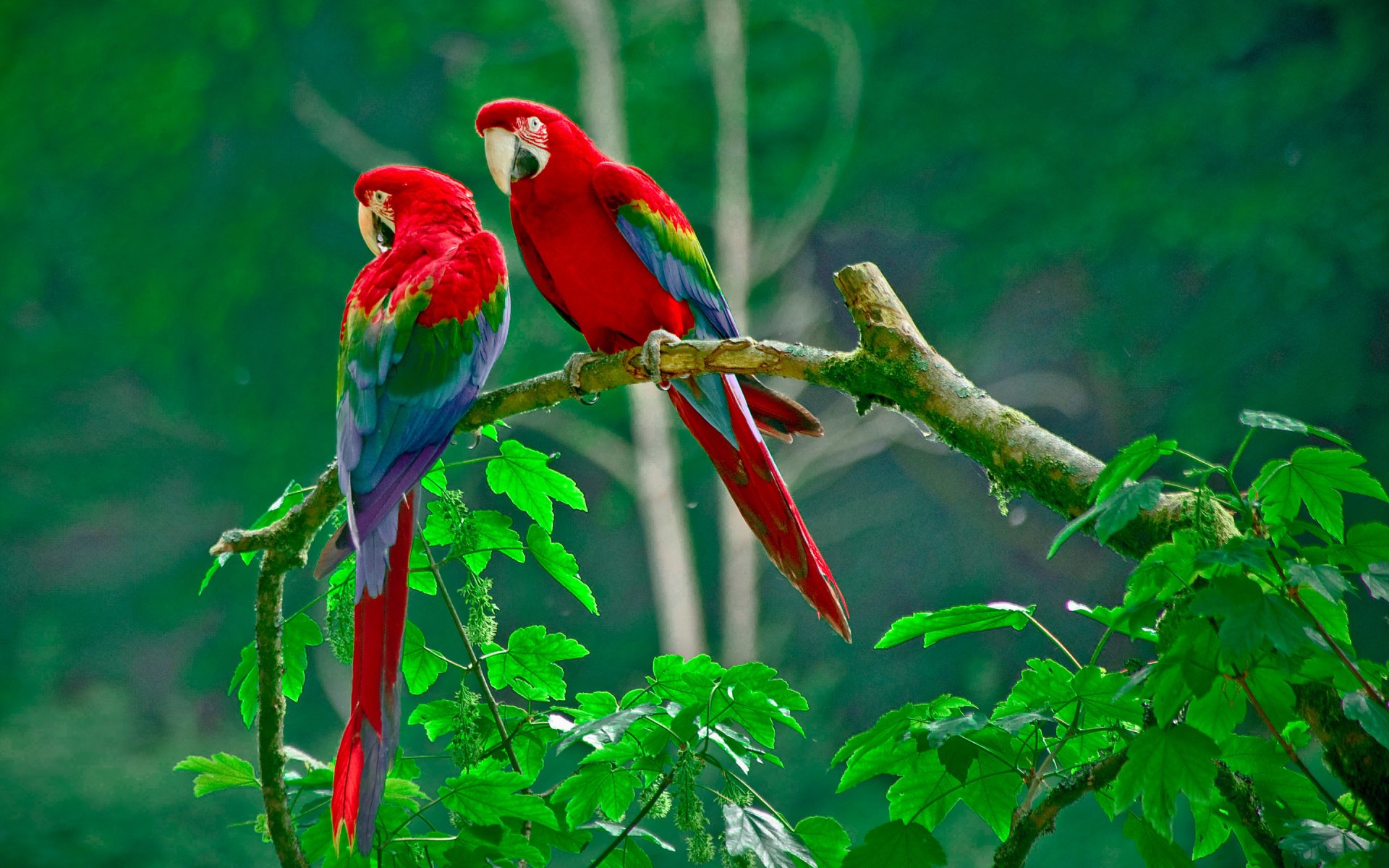 parrot the pair branch forest nature leaves beak tail feather