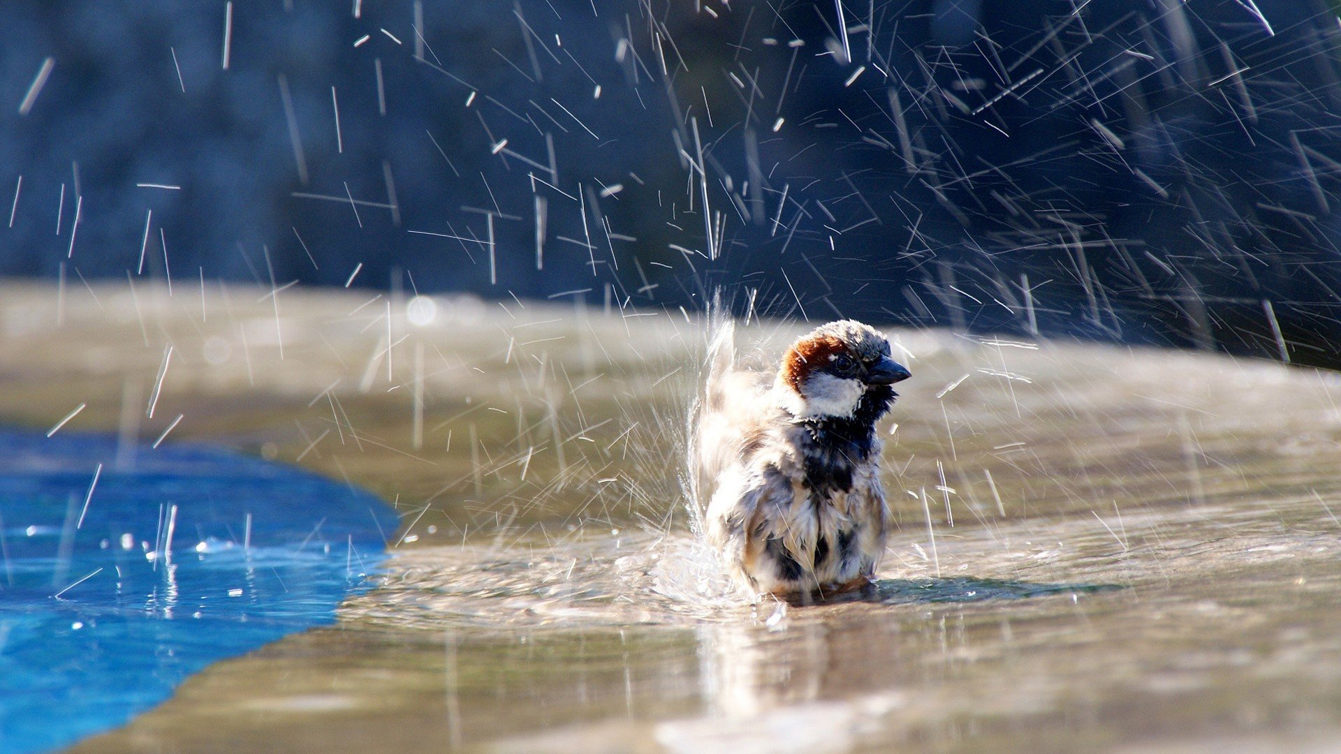 oiseau eau éclaboussures moineau