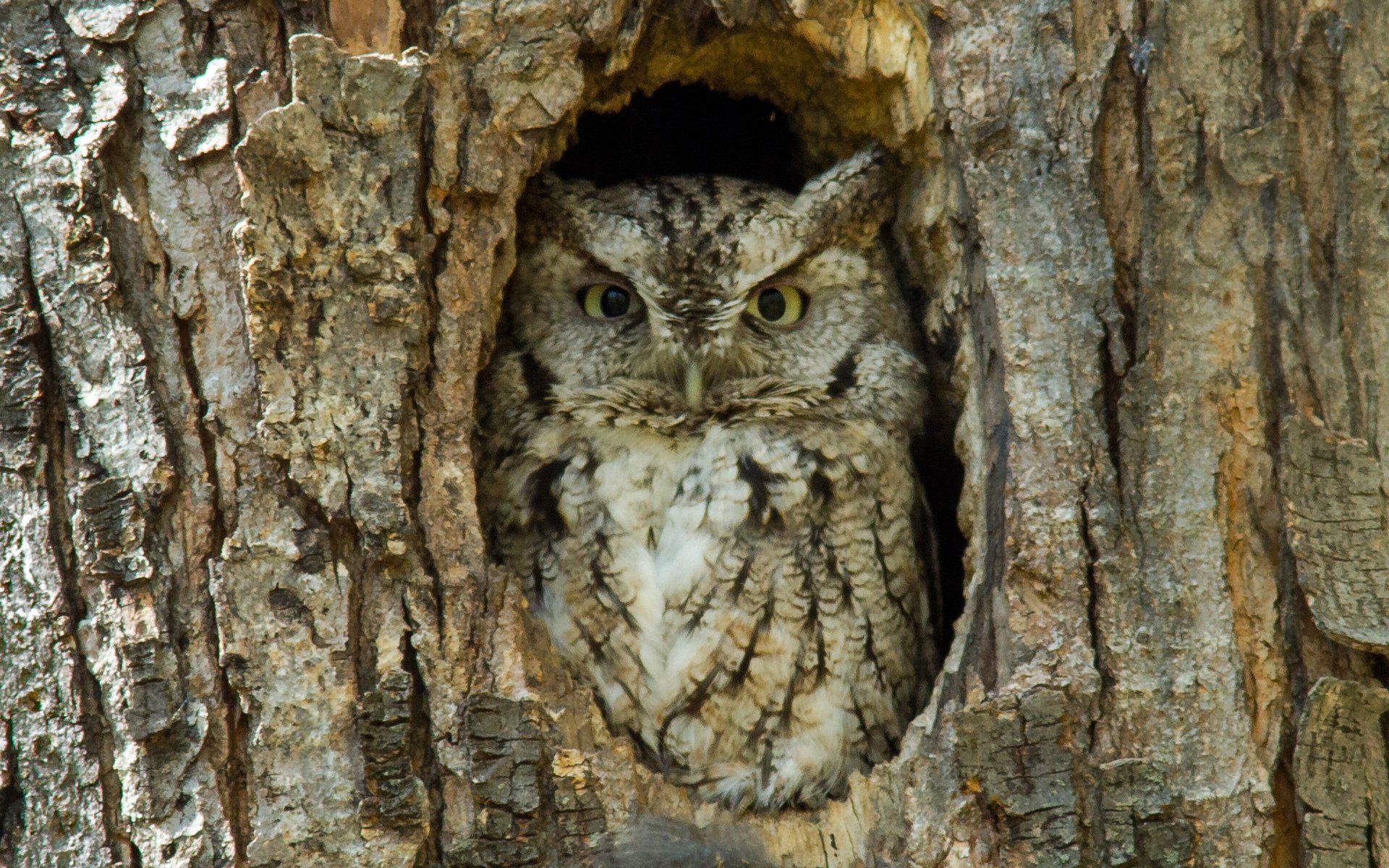 pájaro búho hueco corteza árbol soleado